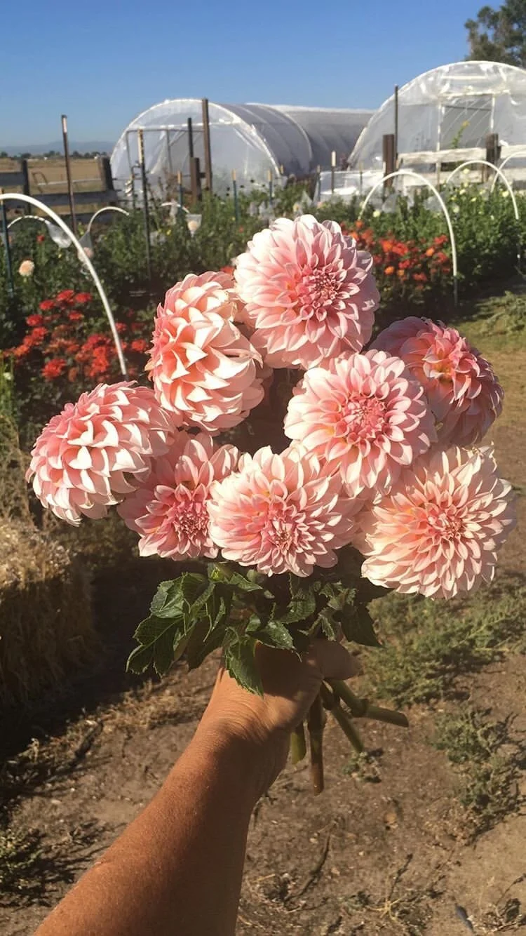 6E86C683-18C7-4609-83BC-CE0E0644AEF1