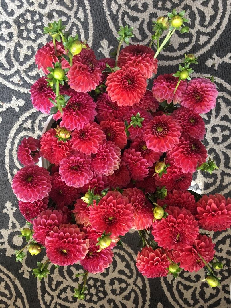 Dahlia Z Mystery Fox — Red Daisy Farm
