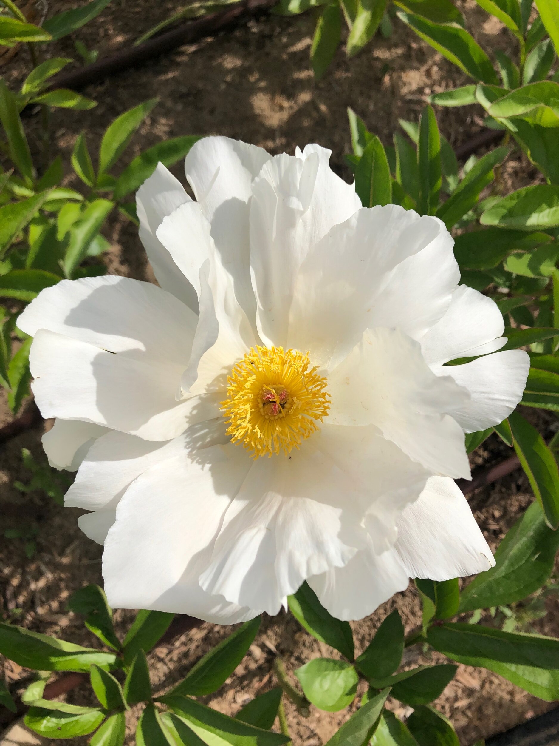 5AA07016-0CD0-4F12-AB18-C091C825D625