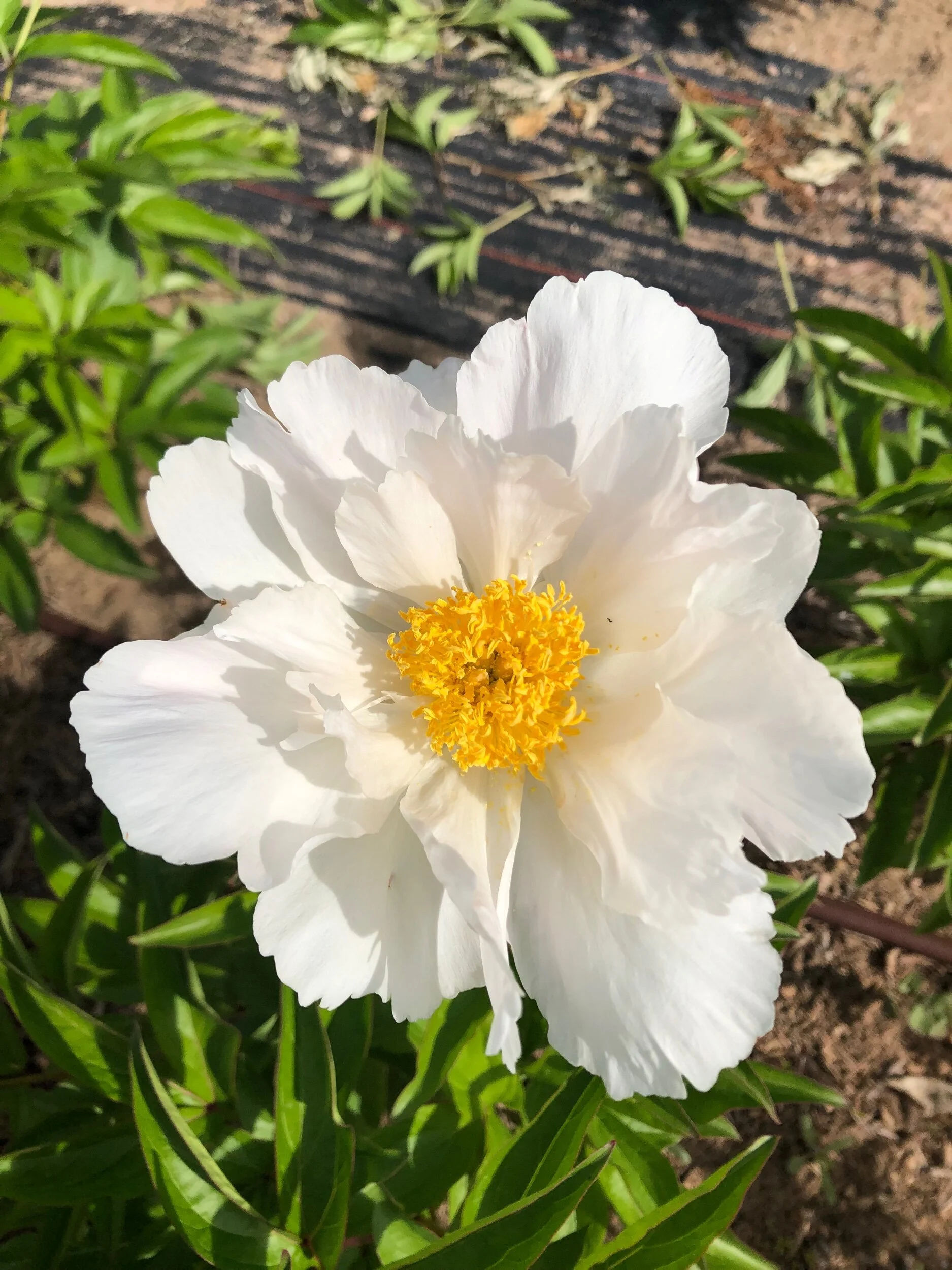 0F870F2C-463F-4CDA-B1B0-22B9A96A9FF3