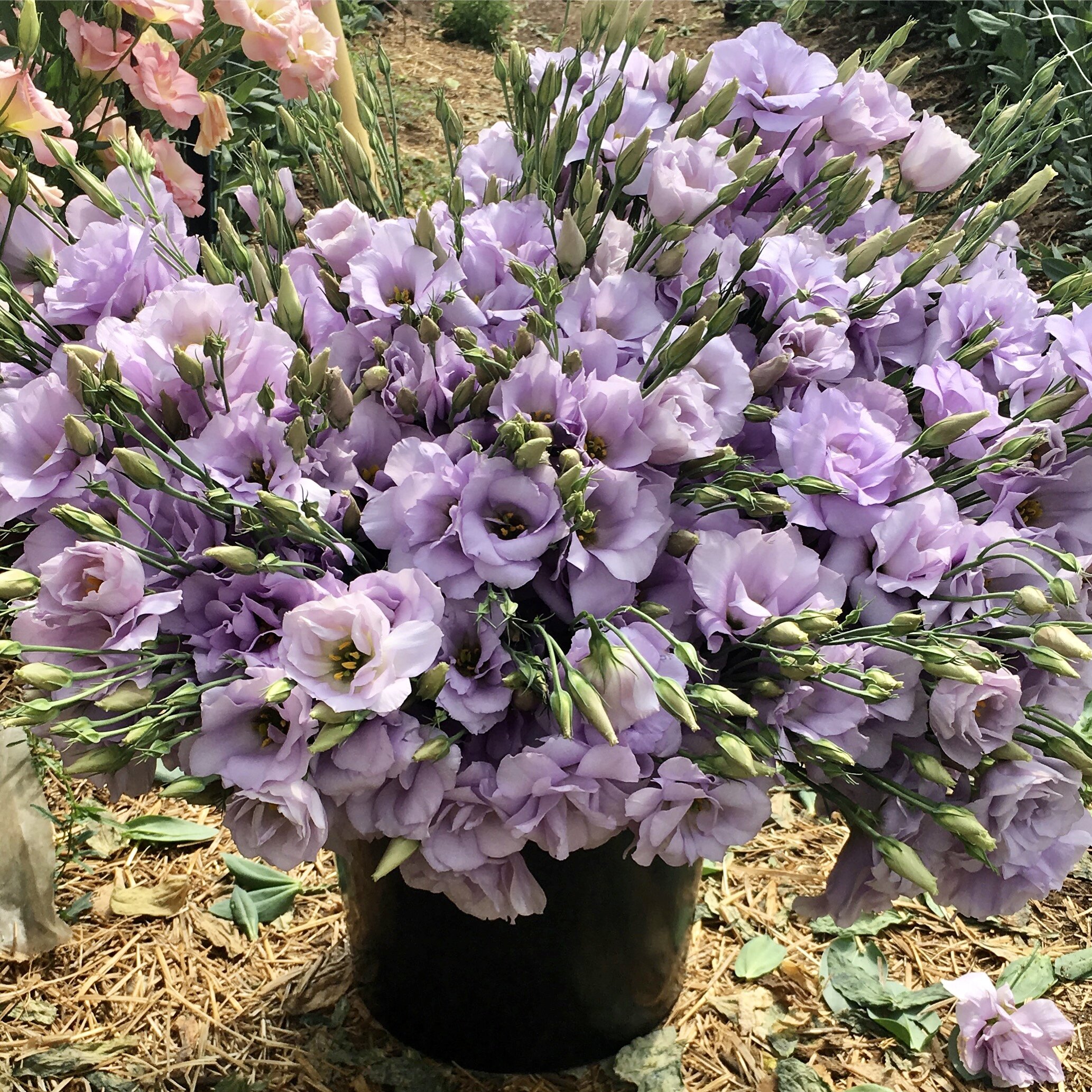 98CBF95A-8778-4B3B-A3F3-BAC63B82D760