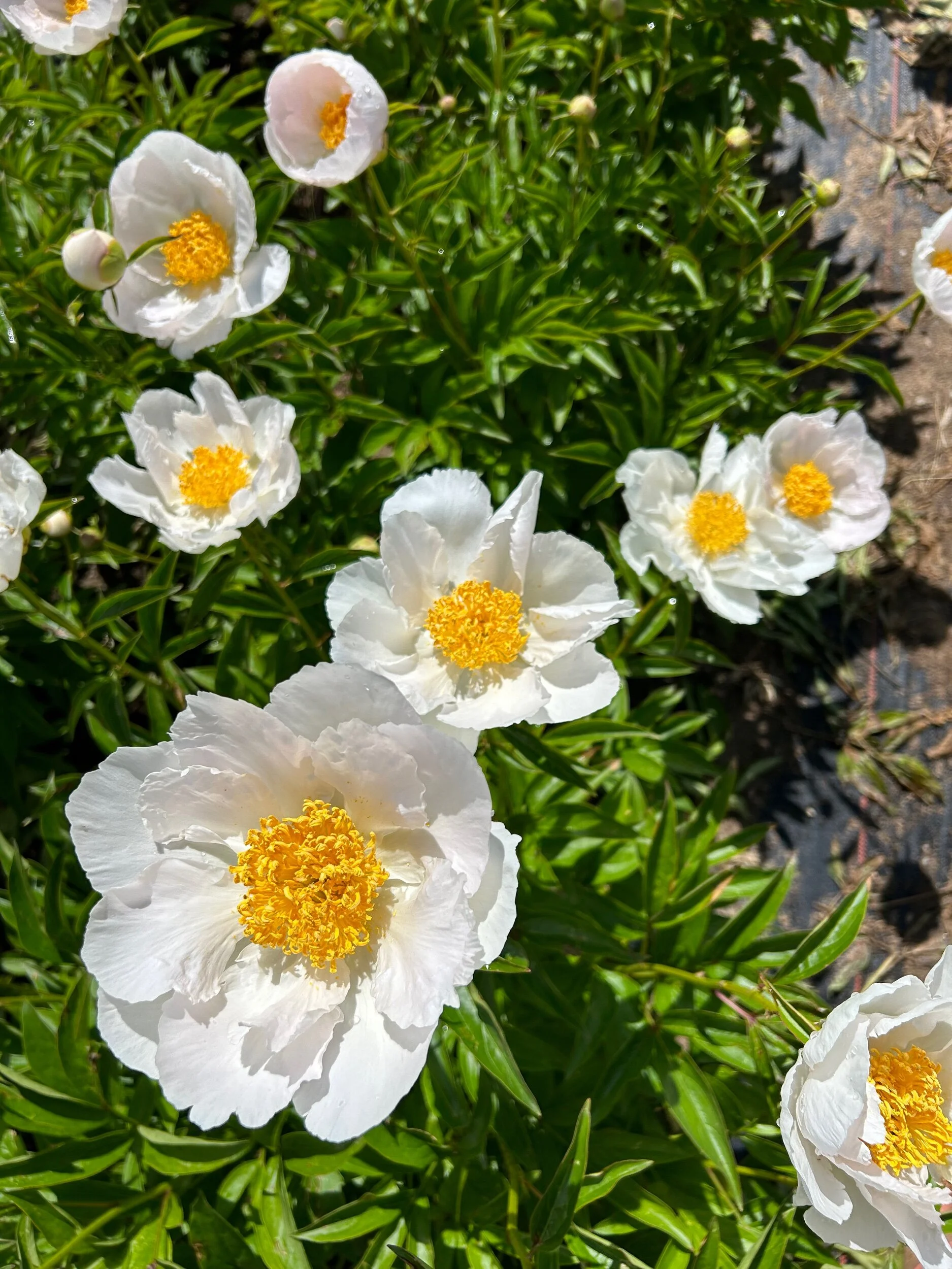 23FD306C-2B7F-4ECE-BF3B-911C80345DE3