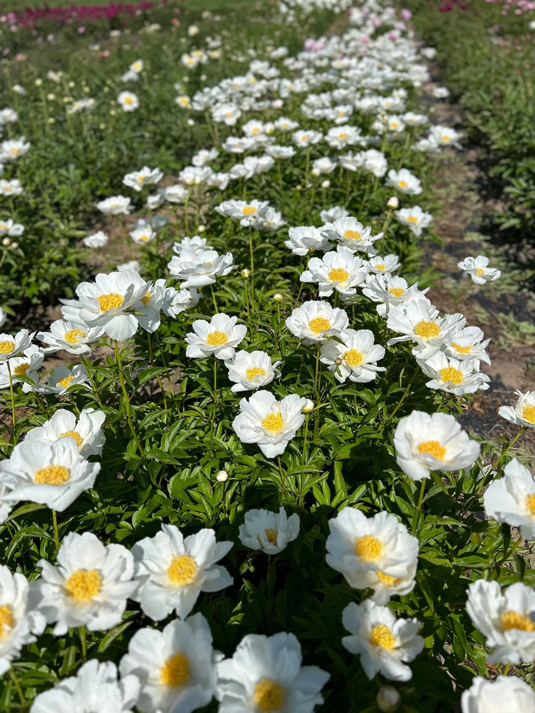 F0CD3B79-366C-43AE-9FA6-BDA9FE78D9AB