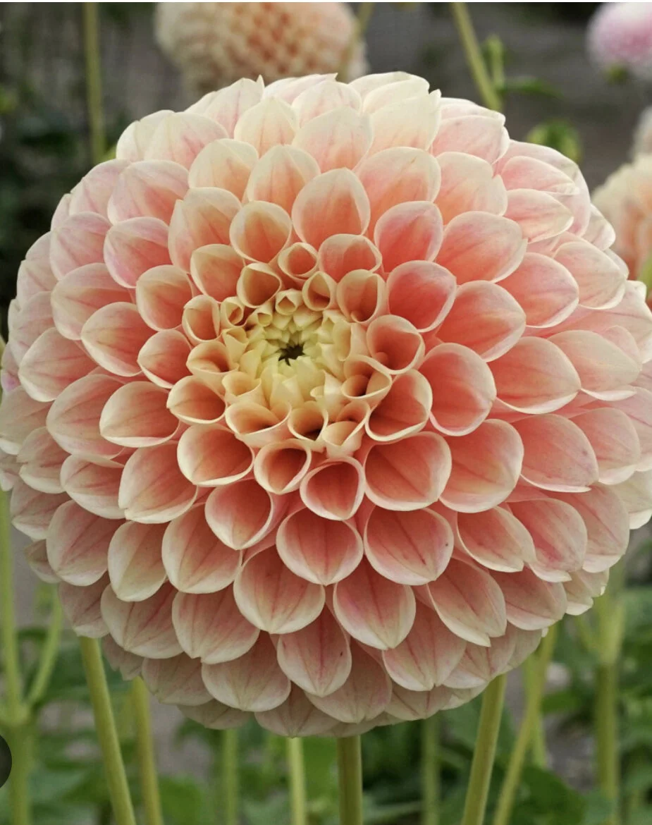 9260492E-F102-4CD1-9129-0A935E7D135C