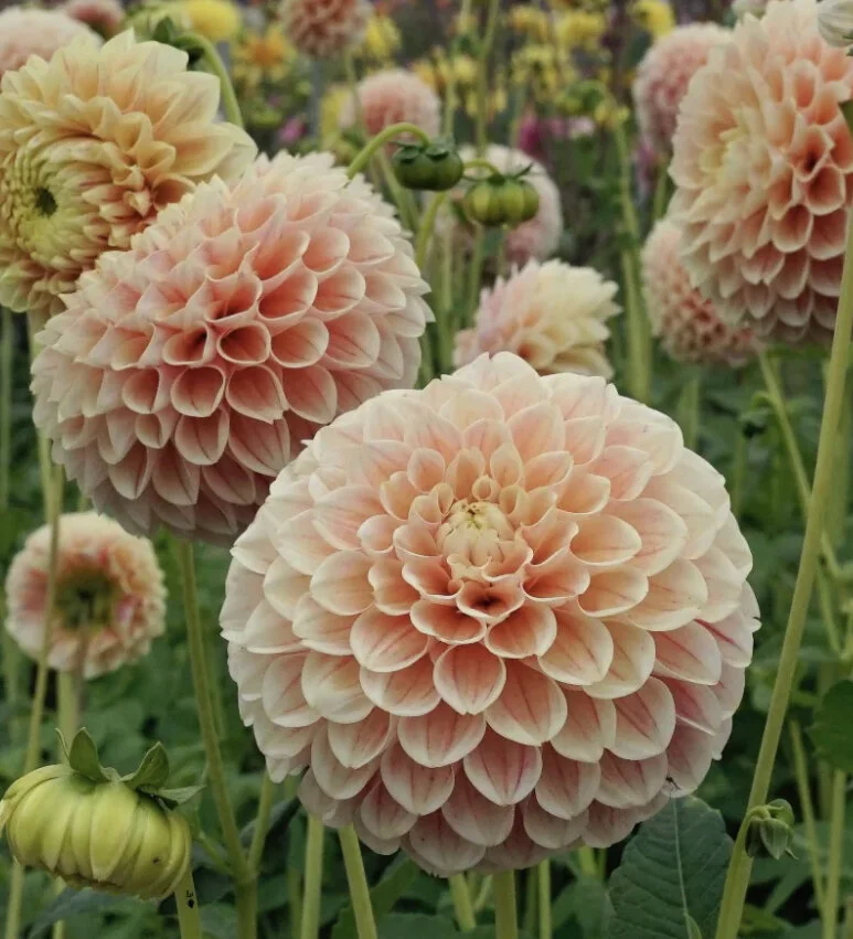 D94BE47A-0AB6-4B26-8AFF-7BA4C4E76D10