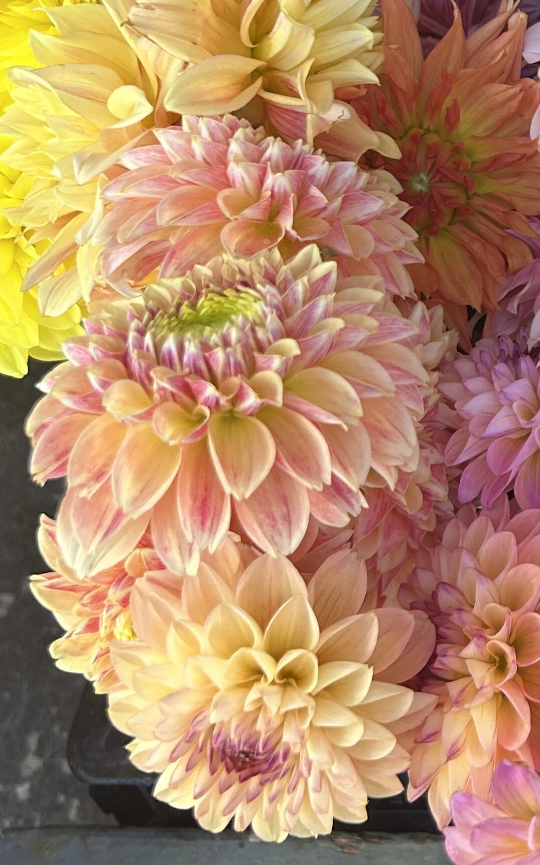 0CE6105B-B1EE-42C1-AC82-CD519B082FBC