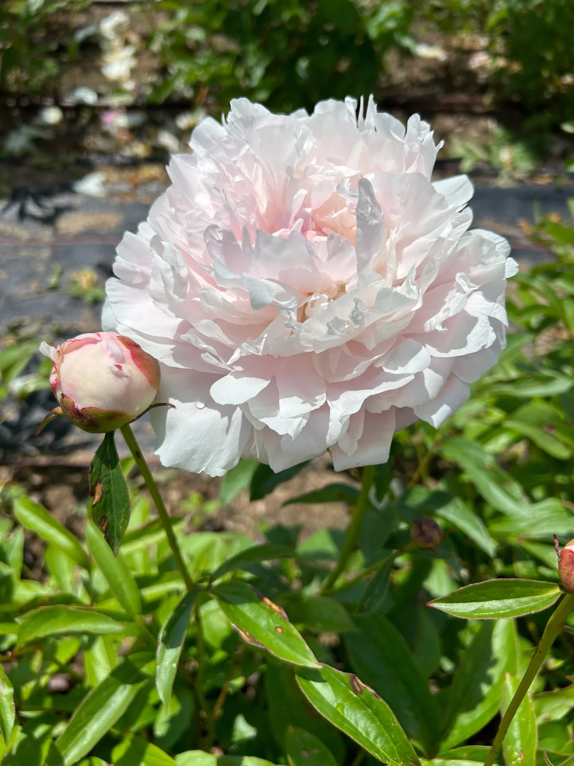 4E39AF22-8E60-440B-BFFB-5DBFC732727C