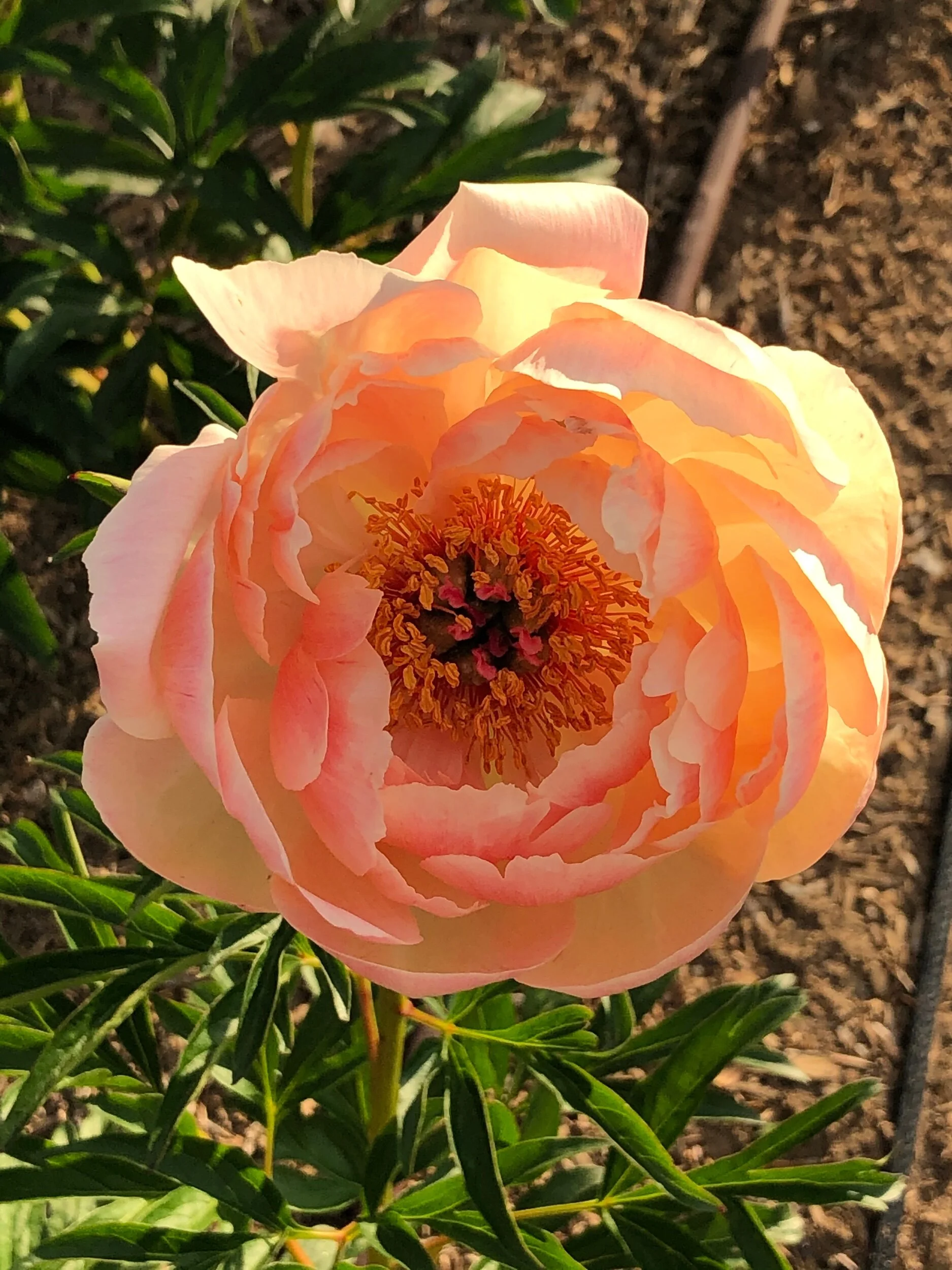 028C4A33-C010-4235-8785-1D13A8F89CE6