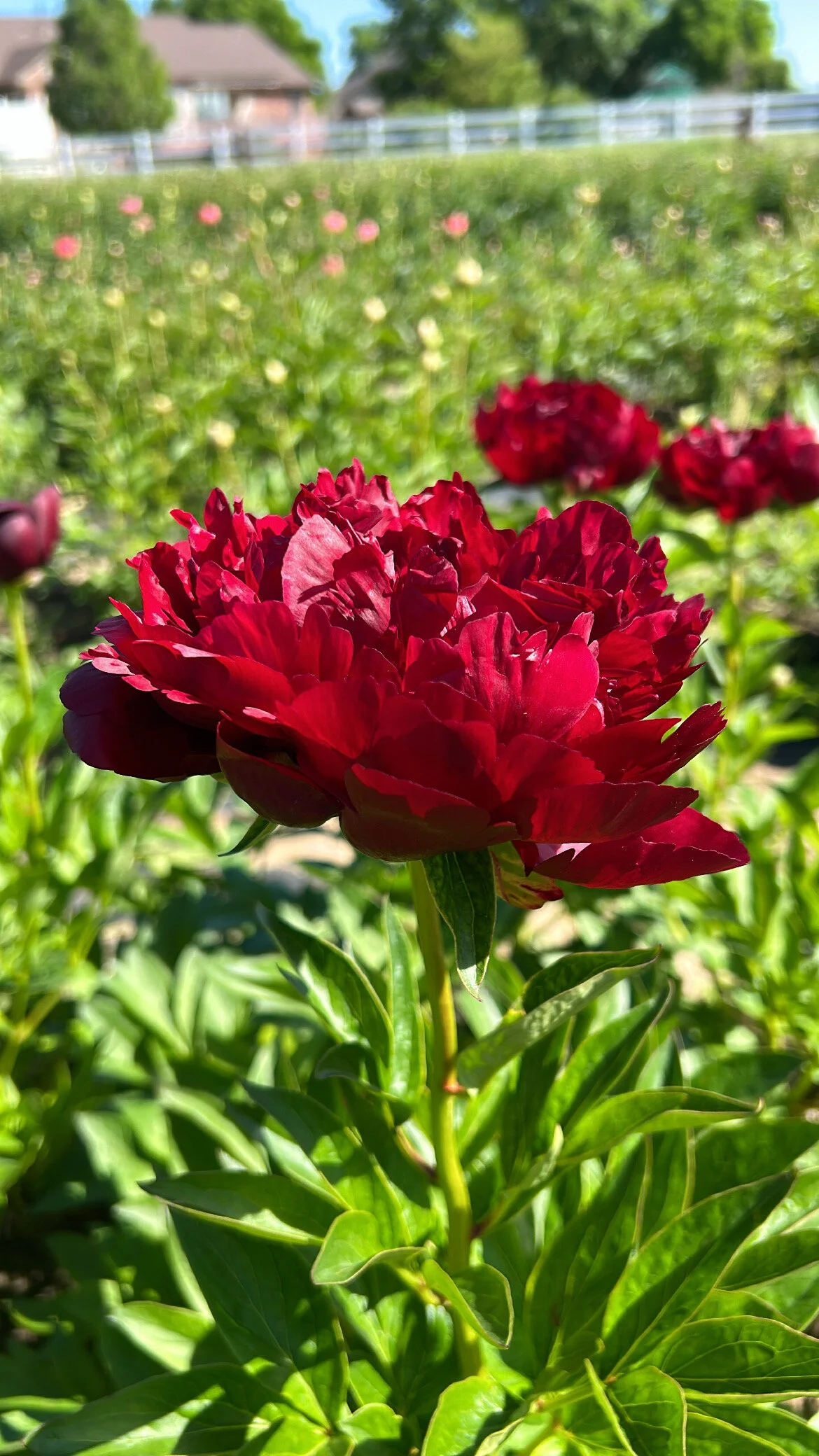 47EBAB9F-7079-4EC0-8028-59267A2DAD37