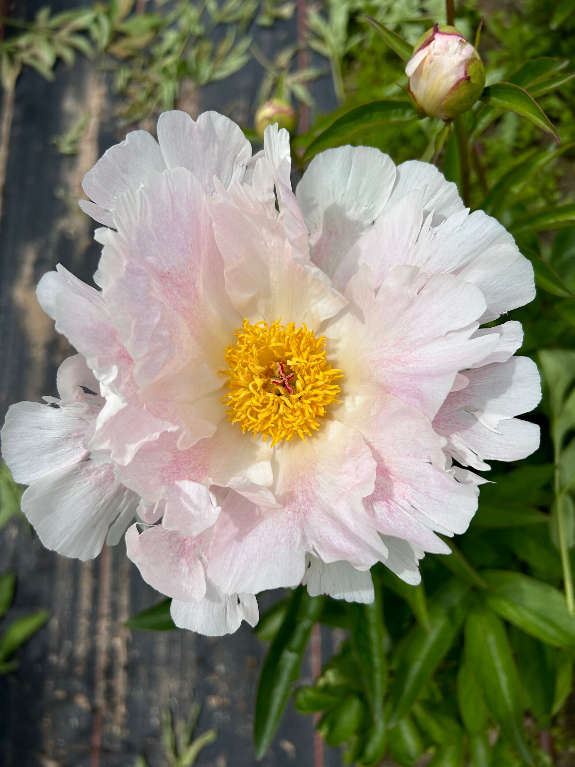 D11BE05E-1D8E-4CCE-B0FB-A40075DA571B