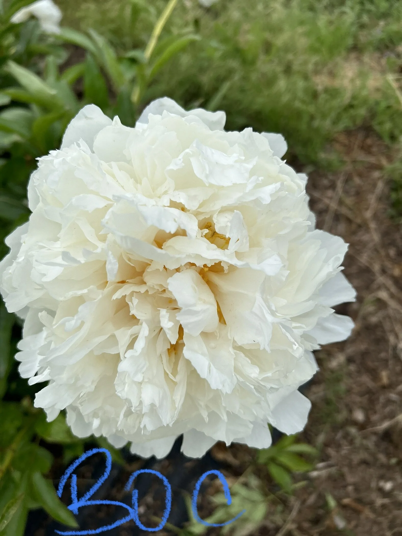 45B9E32A-CA20-4A03-86B4-A0EB6B57D256