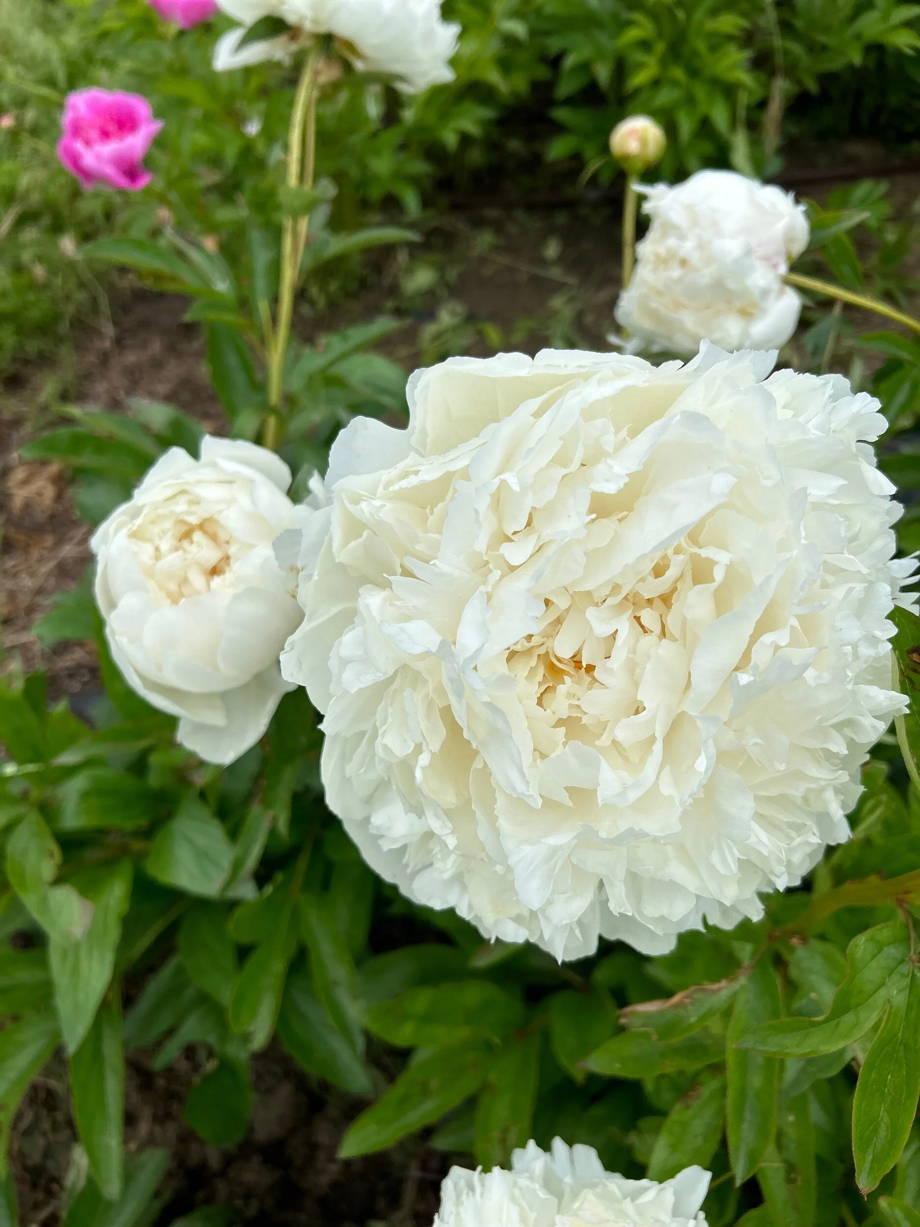 BA508977-1095-4922-A30D-05227C1E7F4D