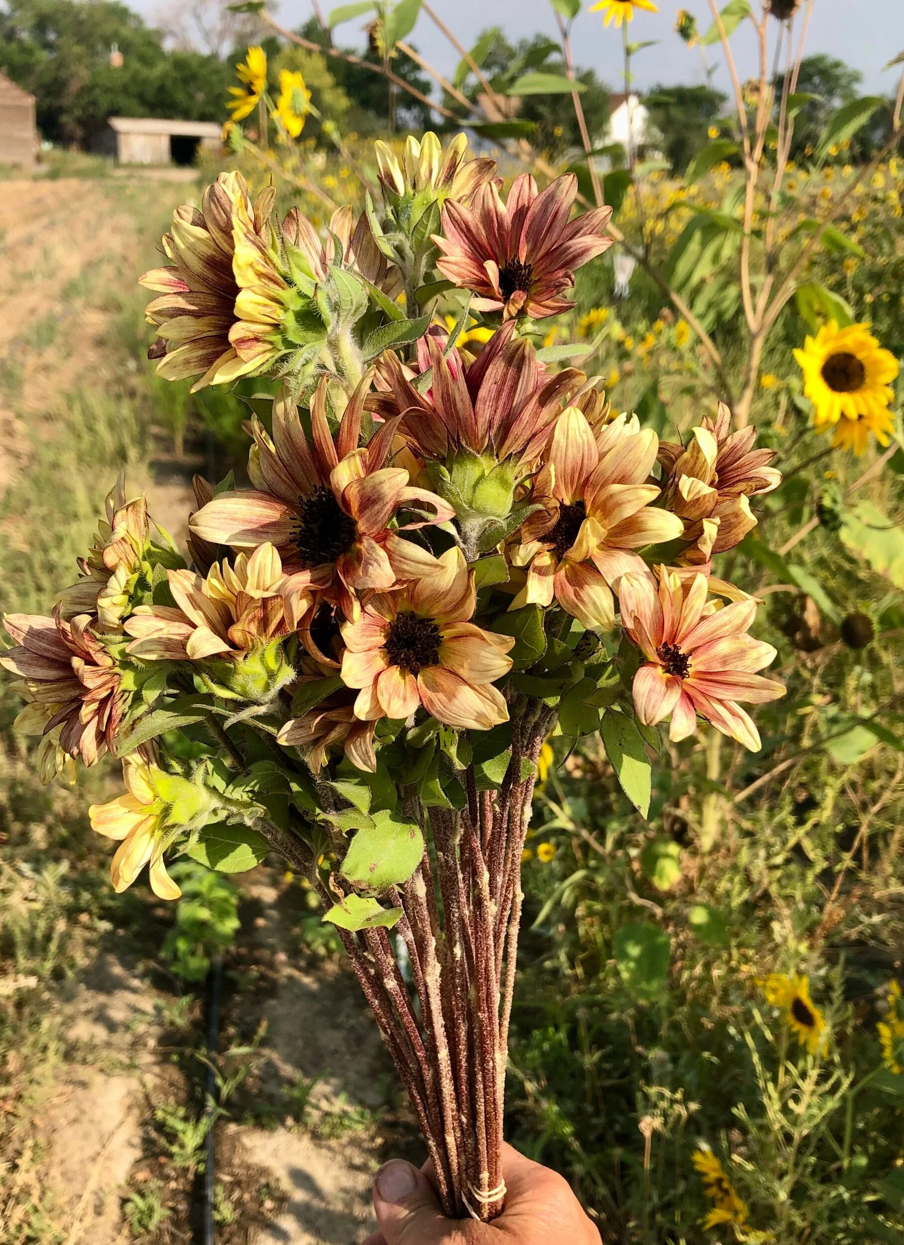 0A5E0474-3520-417C-B78B-3DD8D3C1286B