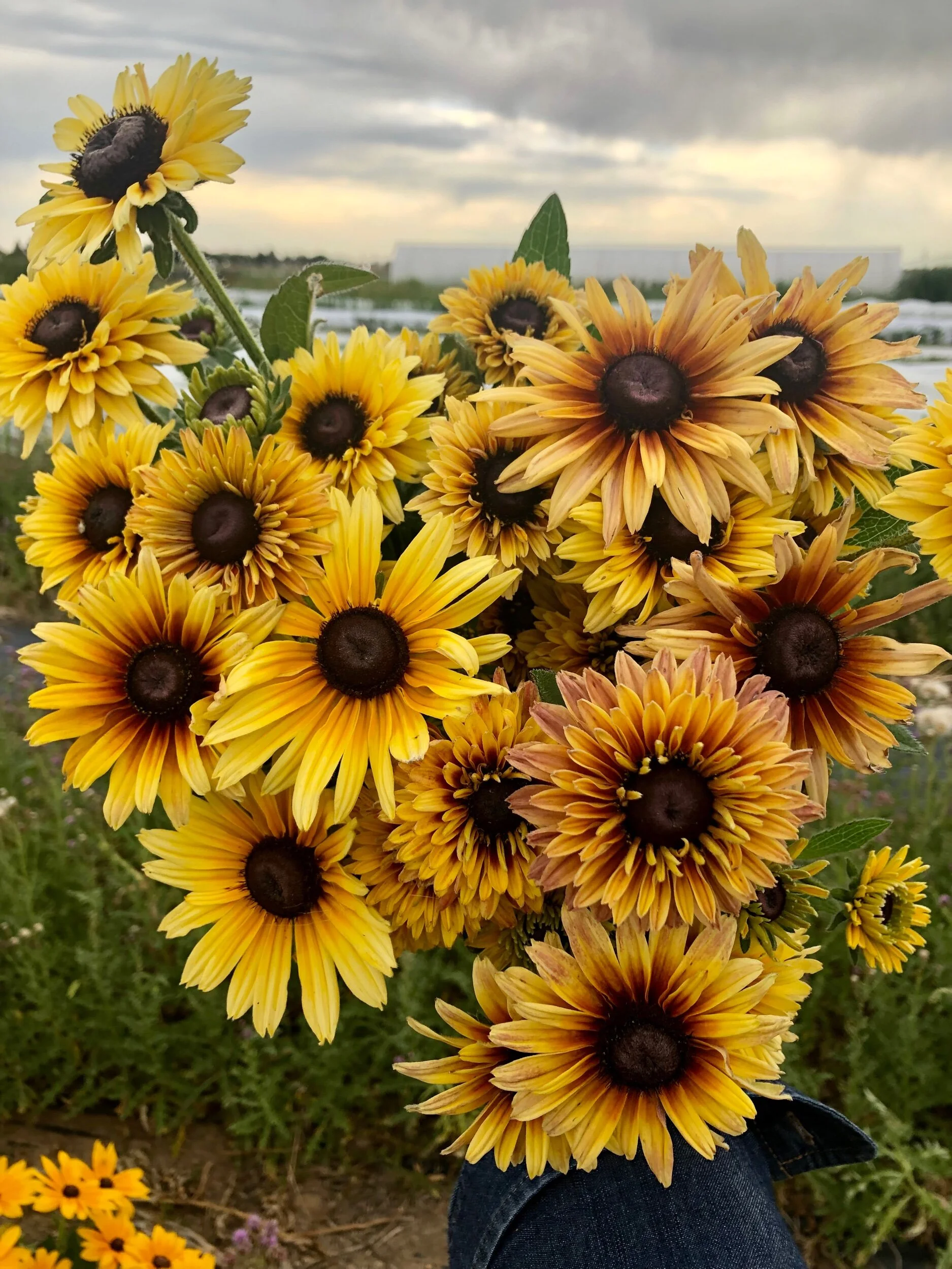 B8990AEF-16F5-4817-830D-B50833EB8A86