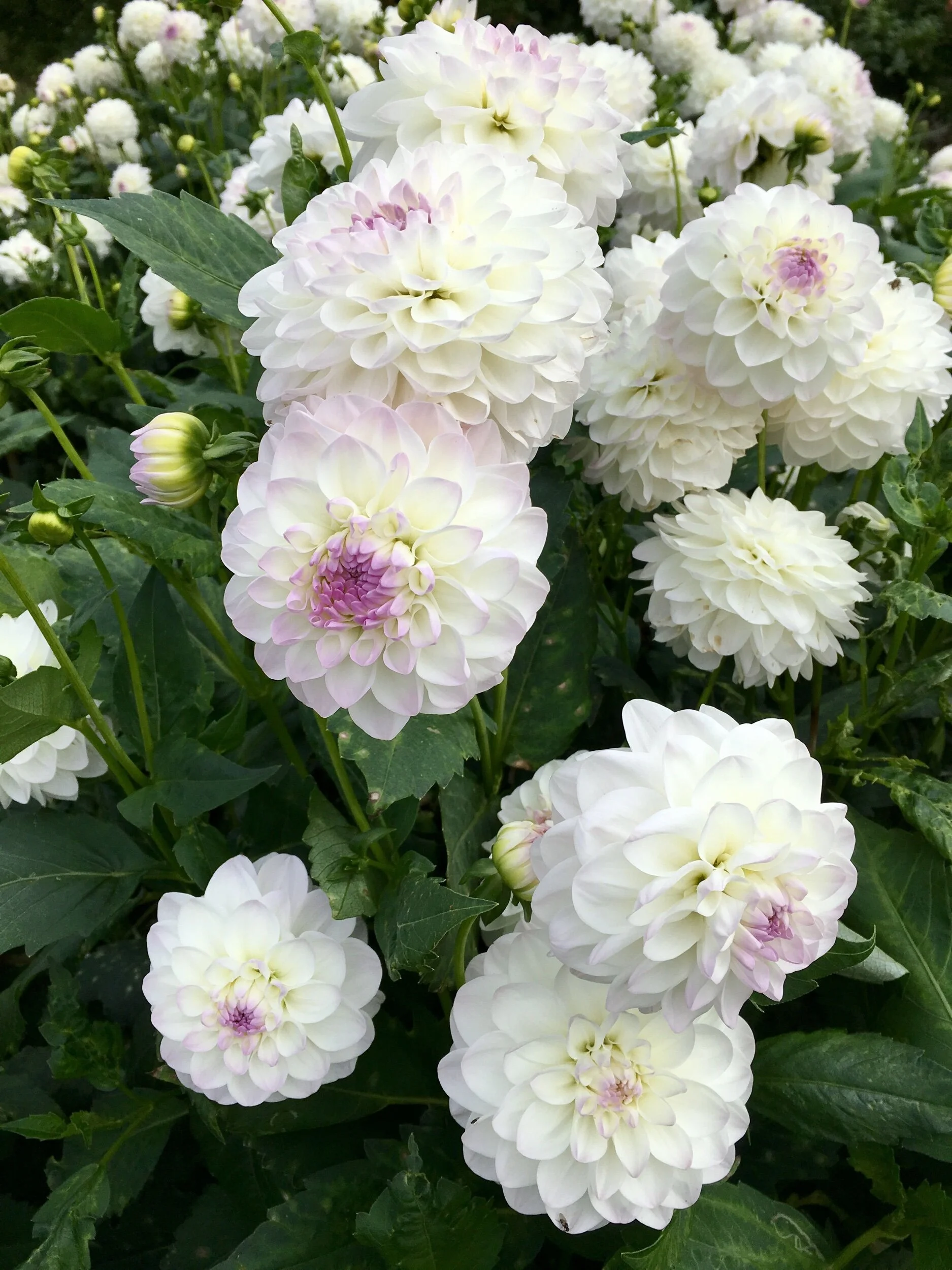 0771976C-890D-49FB-B61A-B830385D659D