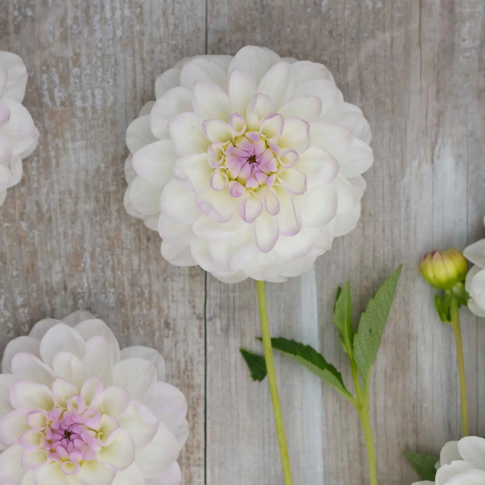 E7C68F3E-A1D5-4046-8001-C061DAF09769