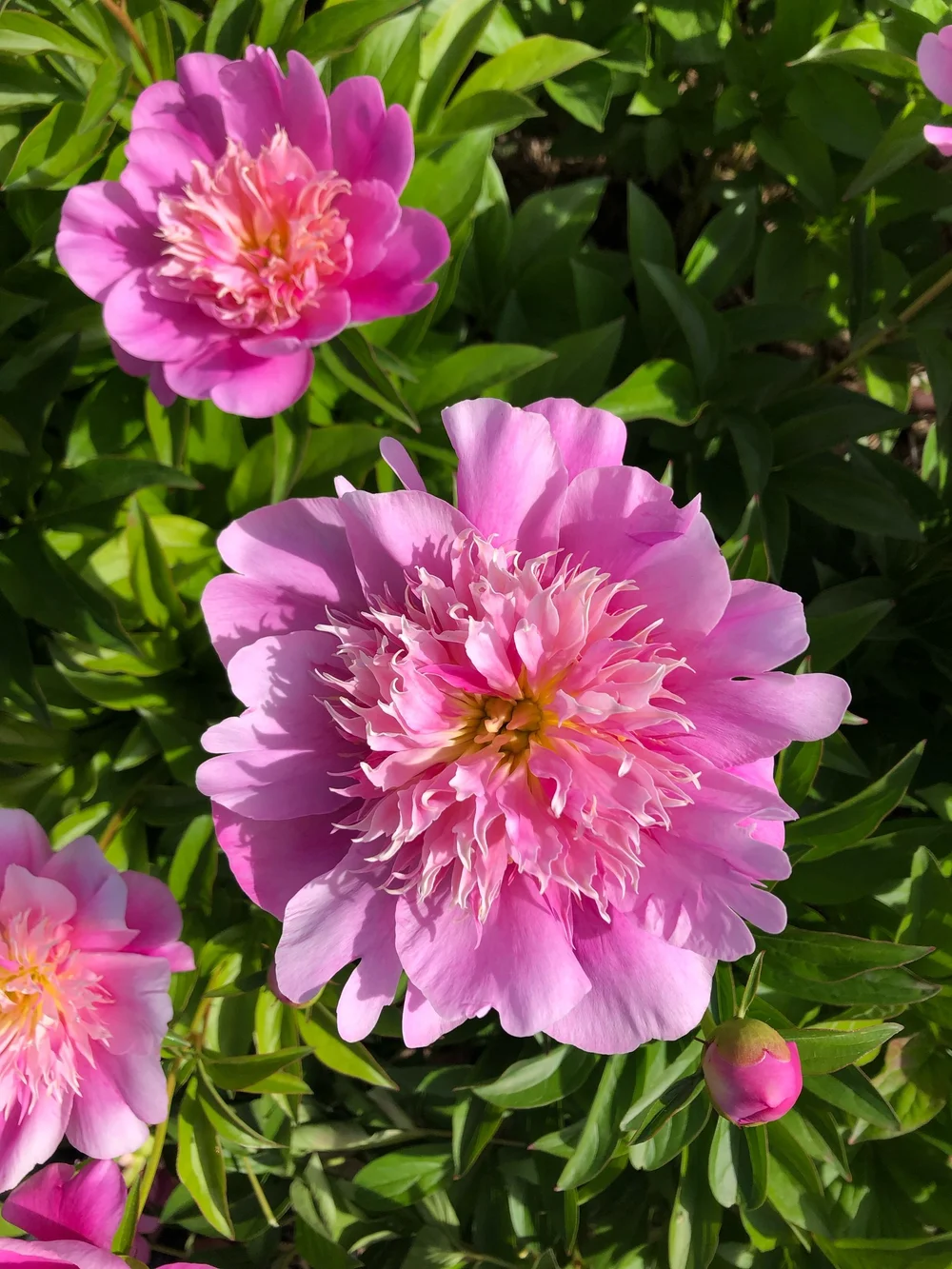 Peony Heidi - New! — Red Daisy Farm