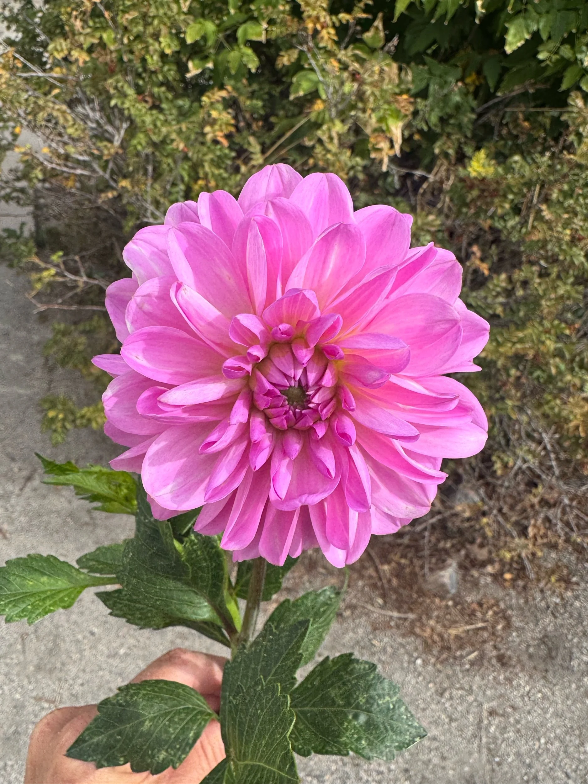 29E11B6E-58FD-4920-AB2D-DB3623E627BB.jpeg