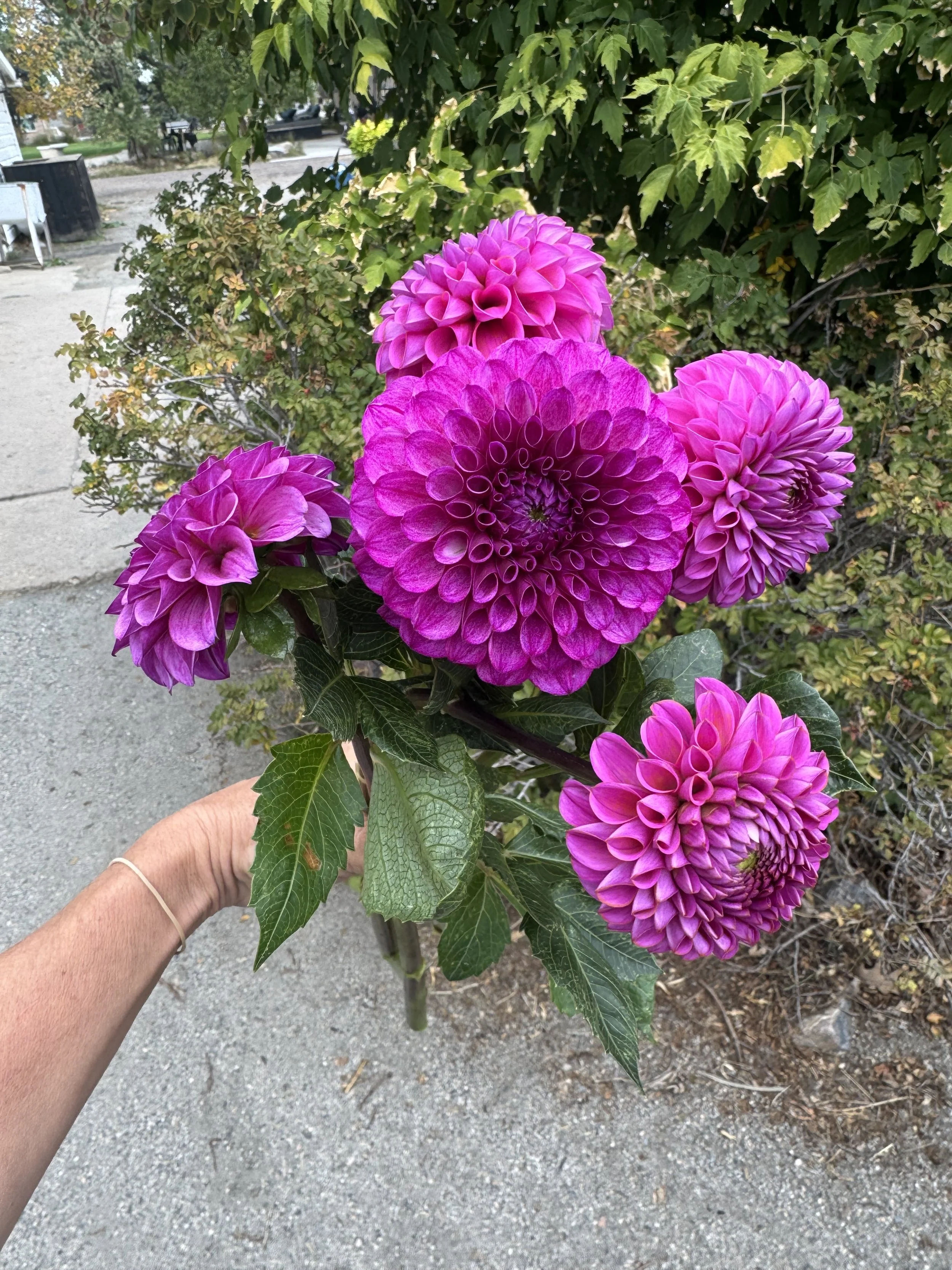 IMG_0616.jpeg
