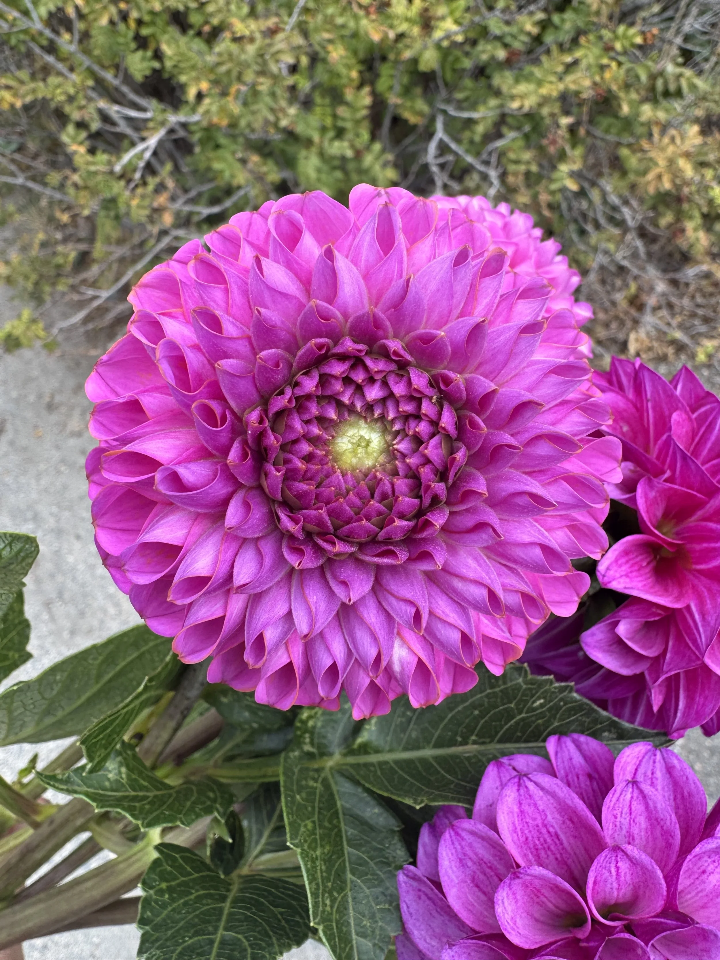 IMG_0619.jpeg