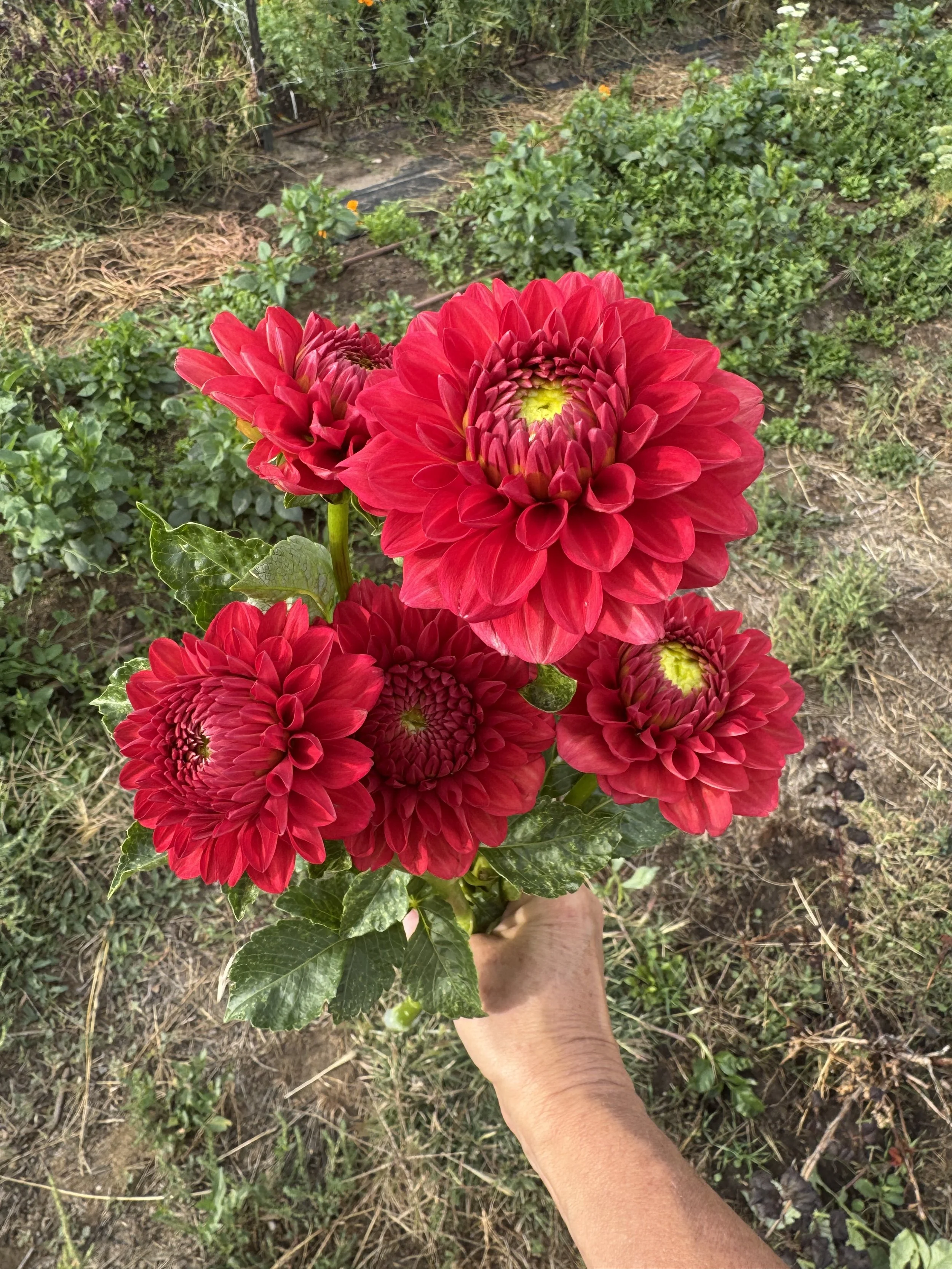 IMG_0604.jpeg