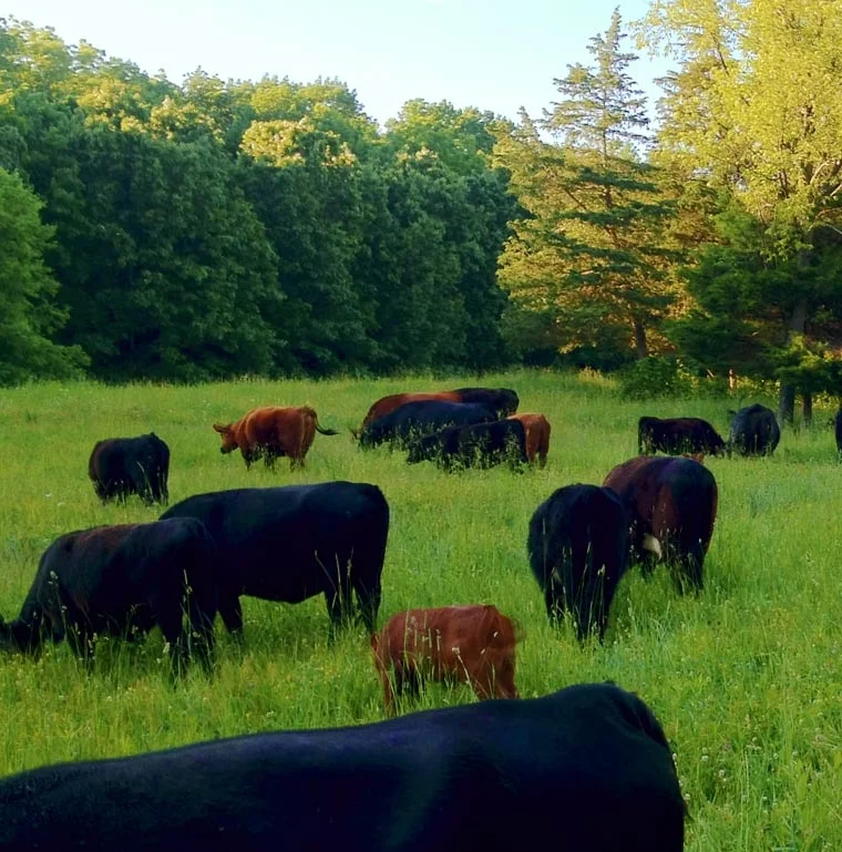 cattle-grazing3.jpg