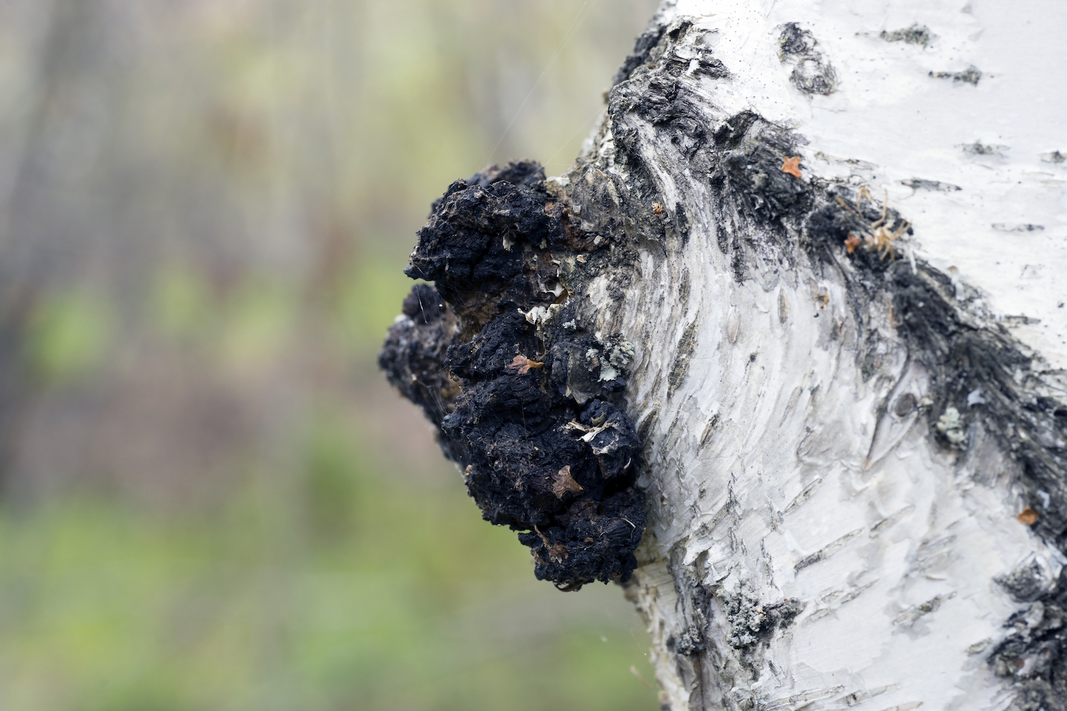  Chaga as you would find it on a birch tree. 