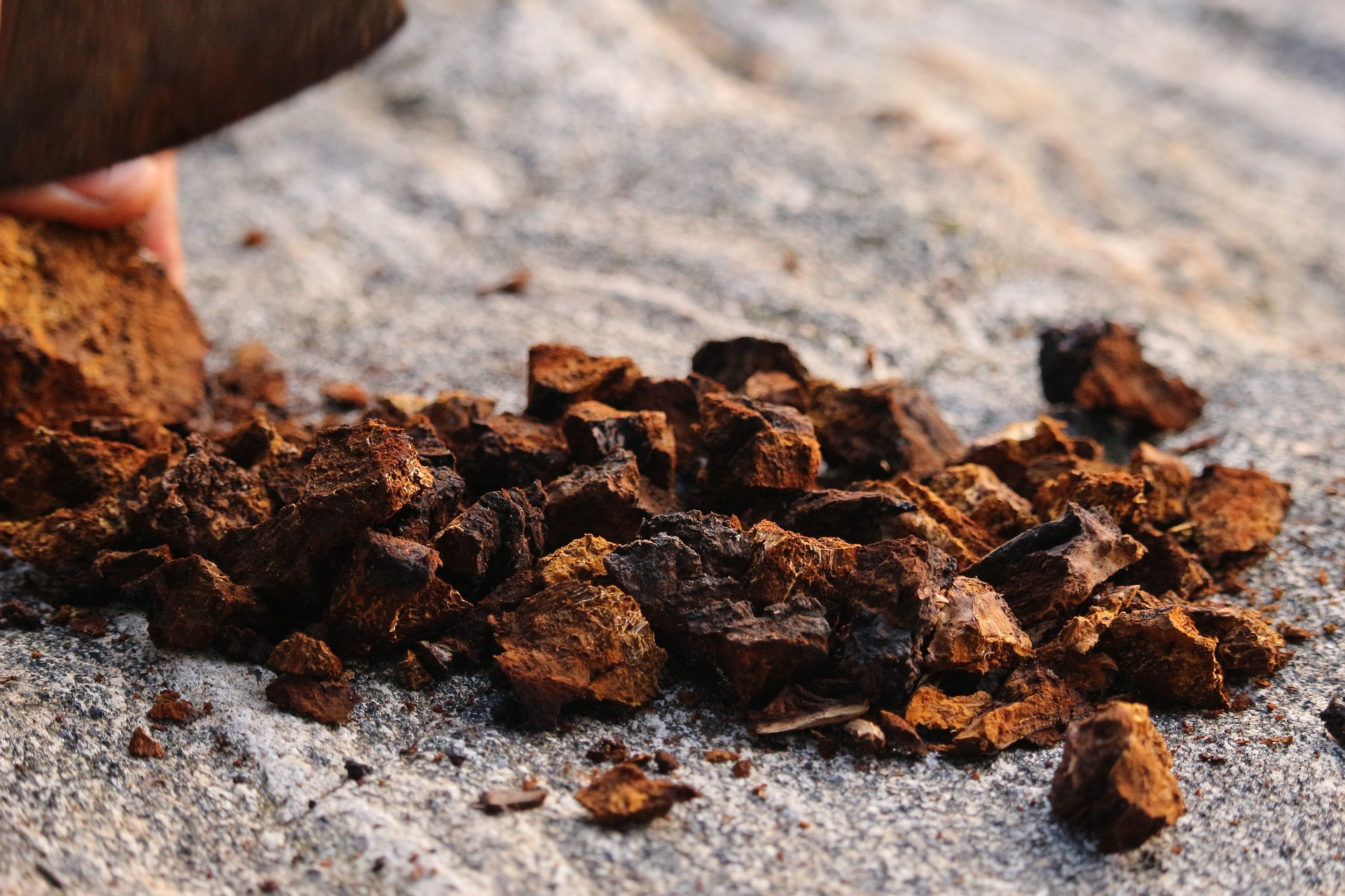 Chaga broken up in chunks to make tea by boiling for several hours