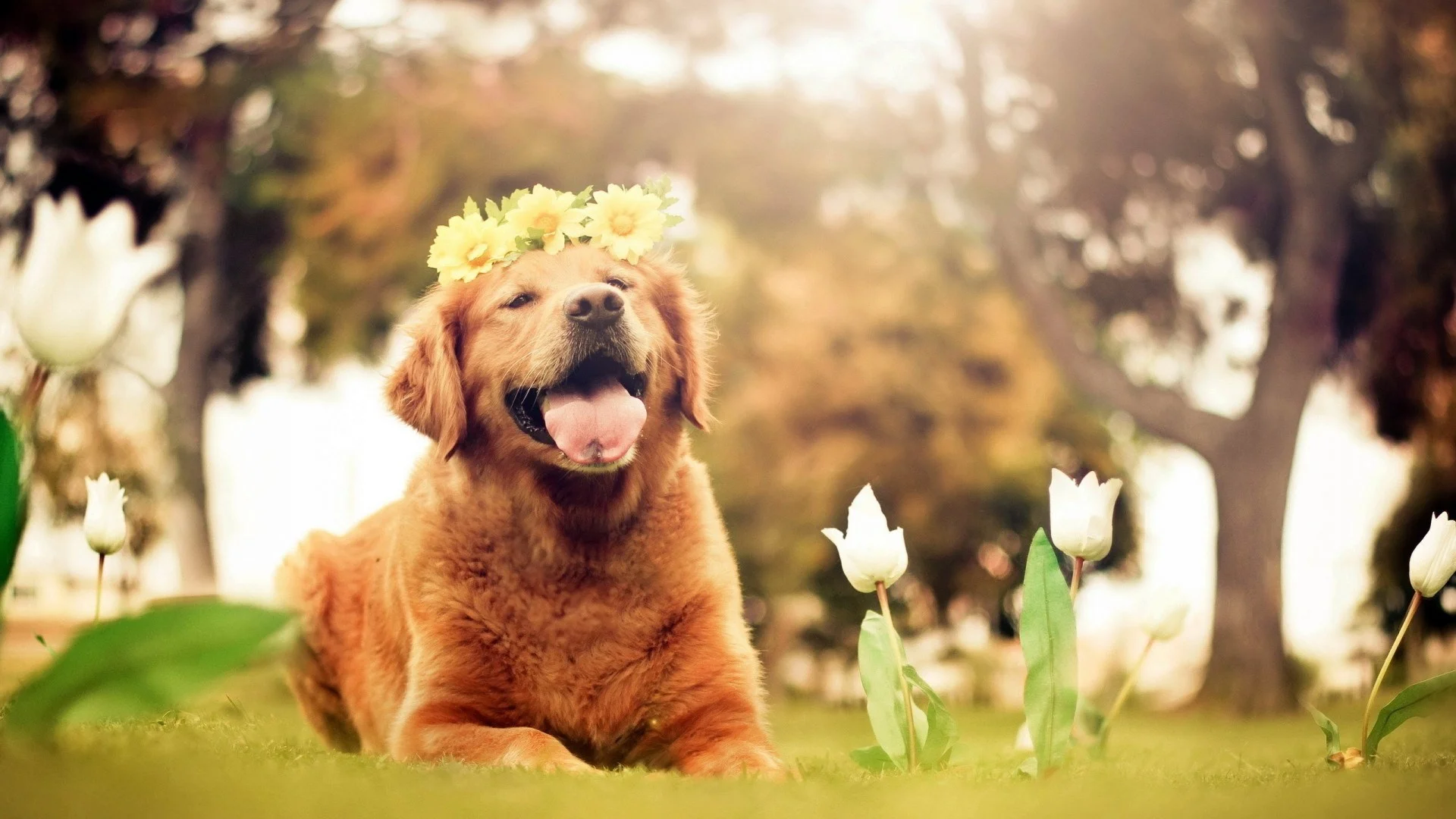 About Us Girls Gone Raw Pet Health About Us Girls Gone Raw Pet Health