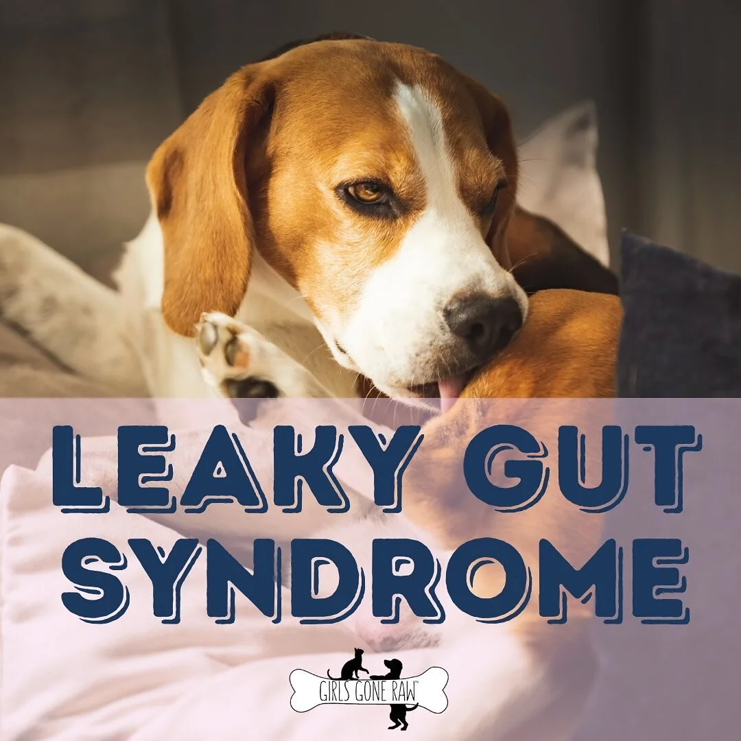Is leaky gut the new epidemic?🤒

&ldquo;Leaky gut very well may be the underlying issue of many inflammatory diseases&rdquo;
-Anthony from @fangsandfurpets

&bull;The GUT:
Leaky gut affects the intestines, and is a condition perfectly named because 