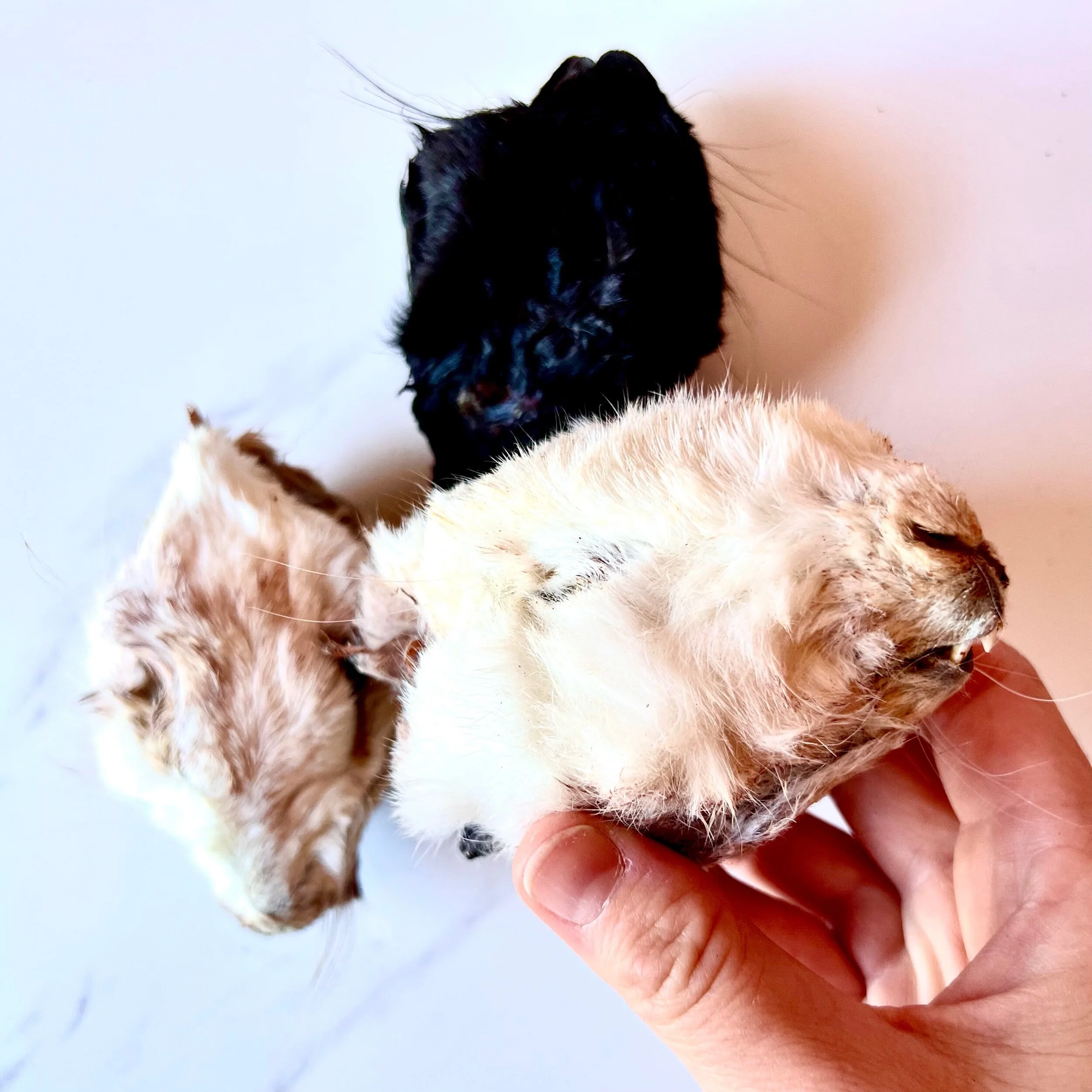 6B90055D-2CCE-43B6-8D3C-407019D80F56