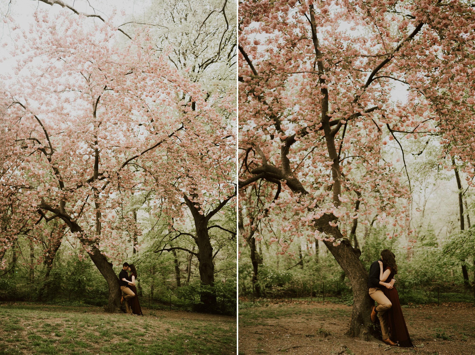  couple standing under a cherry blossom tree in central park New York 