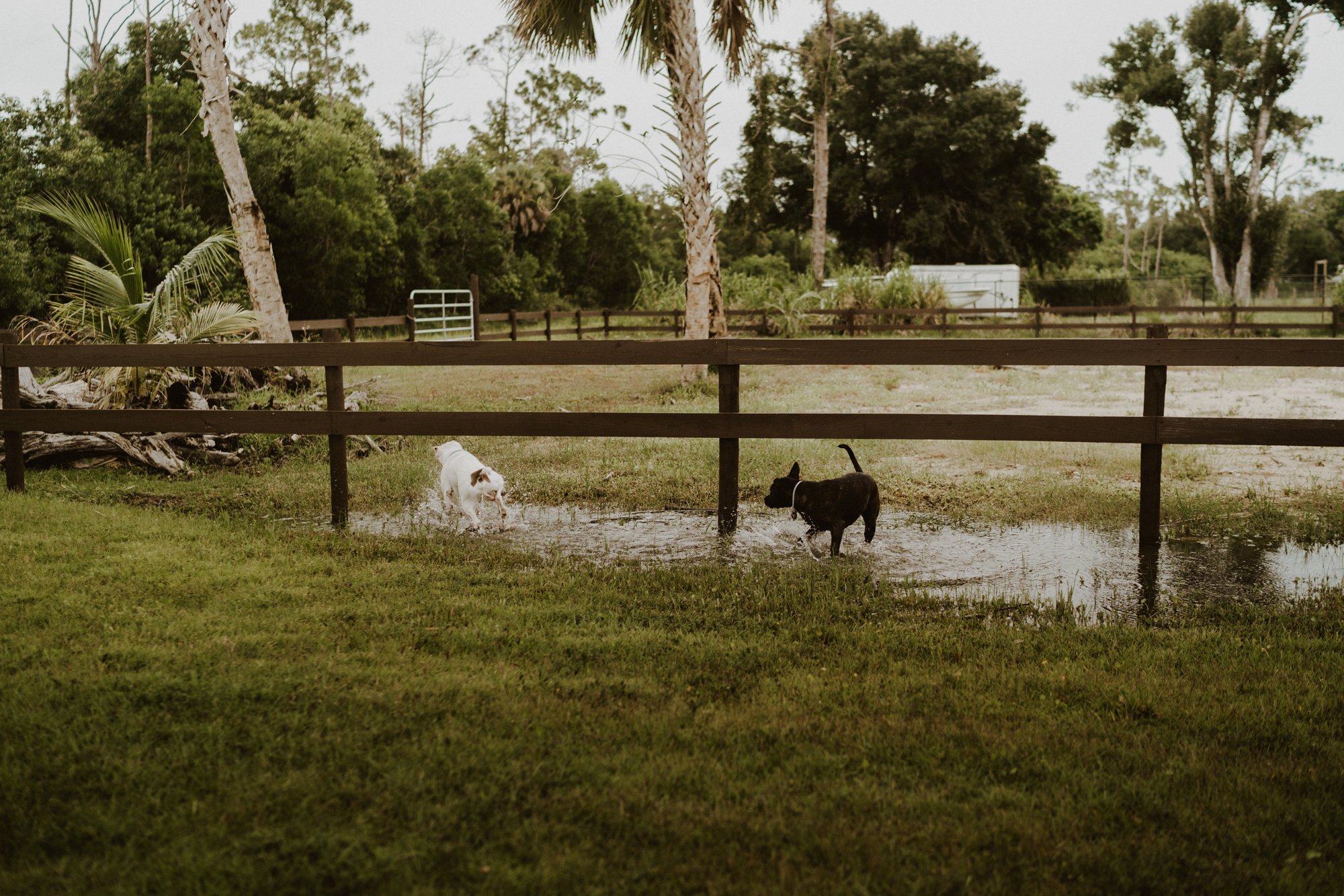 In home Engagement Session with Dogs in Naples Florida- Michelle Gonzalez Photography- Francesca and Mackenzie272.jpg