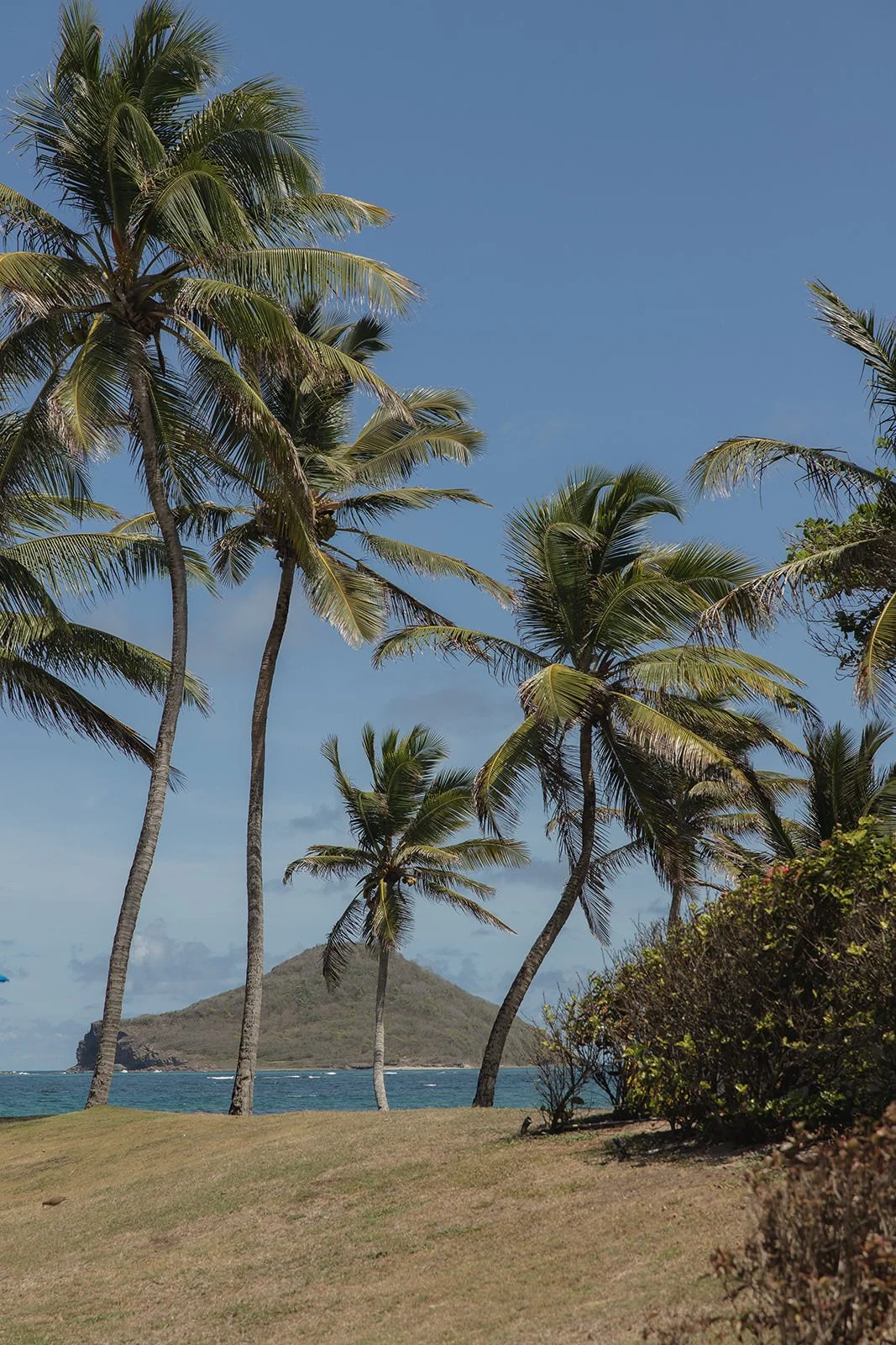 Tall palm trees on the resort grounds with a view of the ocean at the St. Lucia wedding venue