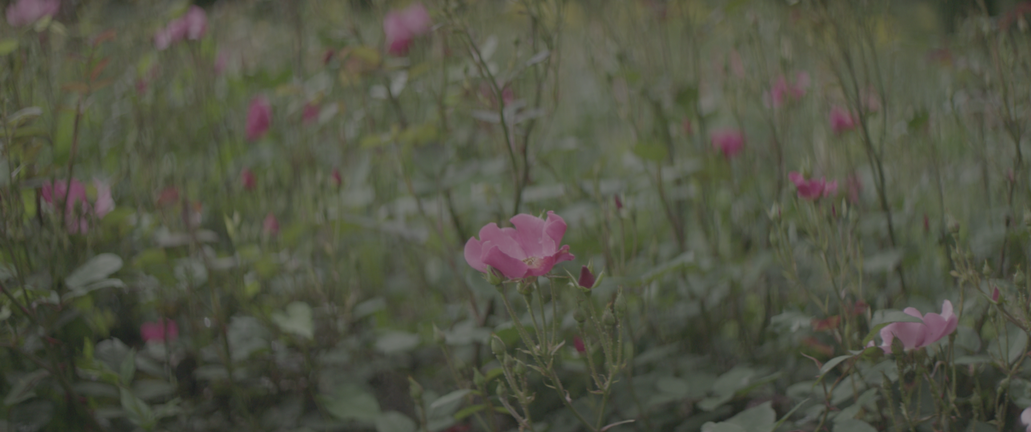 vlcsnap-2019-07-21-14h07m07s409.png