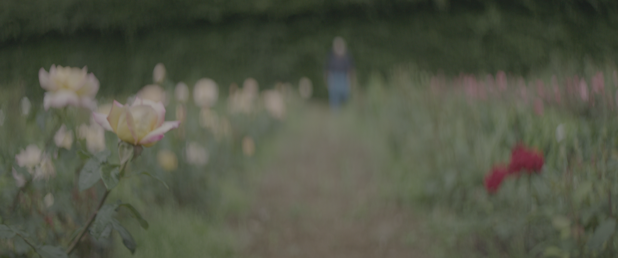 vlcsnap-2019-07-21-14h07m27s562.png