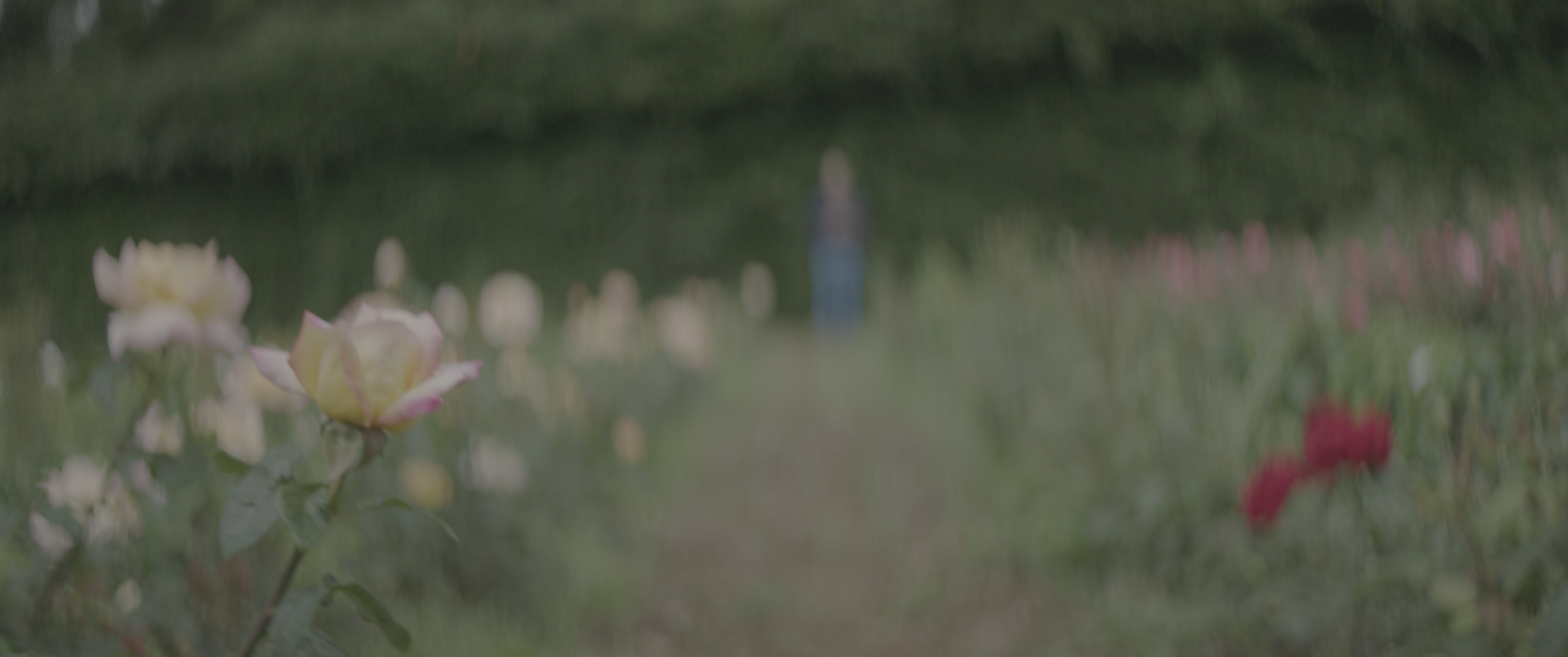 vlcsnap-2019-07-21-14h07m45s876.png