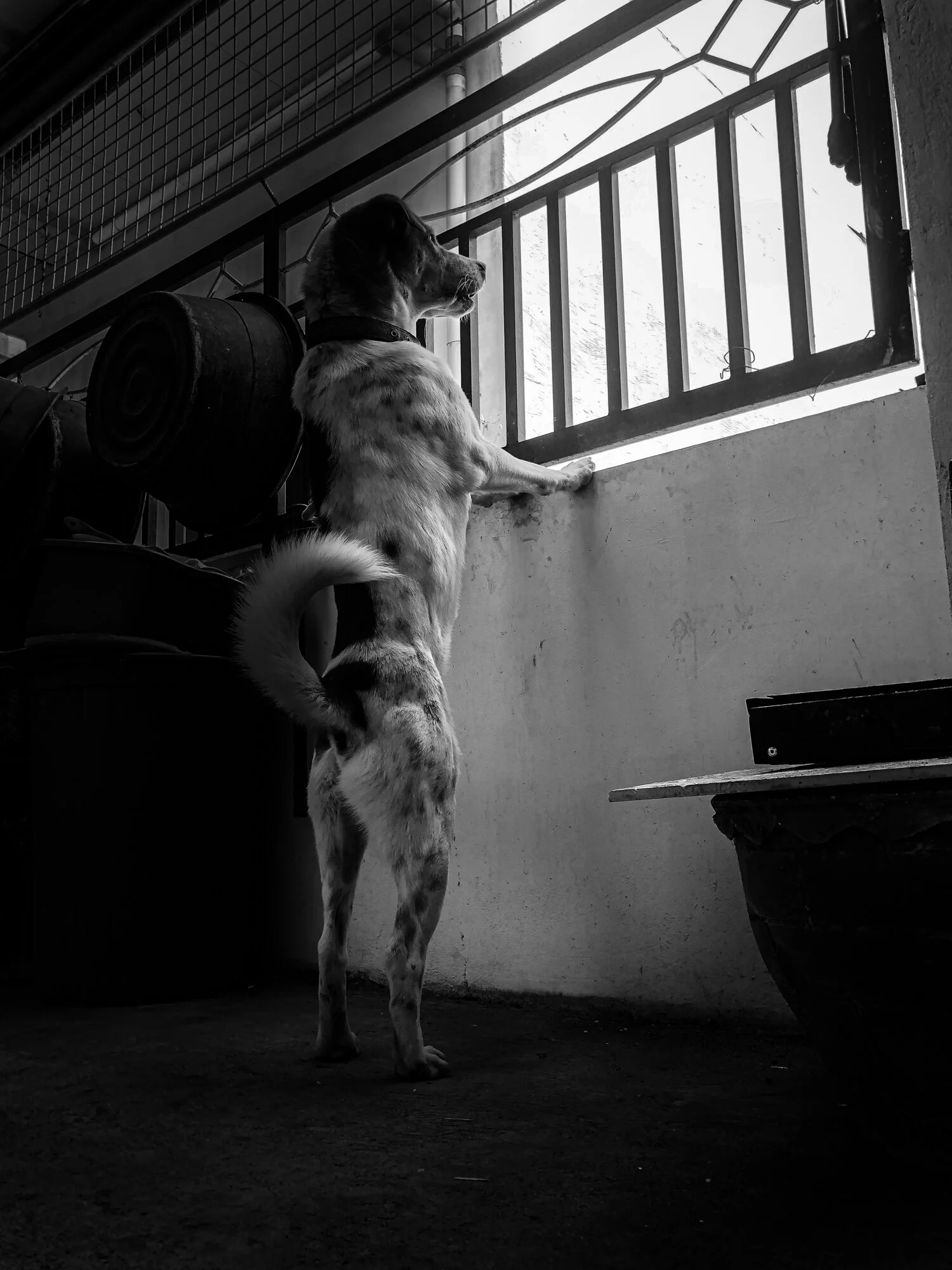  [04:40]  Anj : They know when you have eaten a dog!  [04:41]  Oliver : What?!  [04:41]  Anj : They will bark at you like crazy! Really angry  [04:42]  Anj : That’s quite a thing in some provinces—eating dogs 