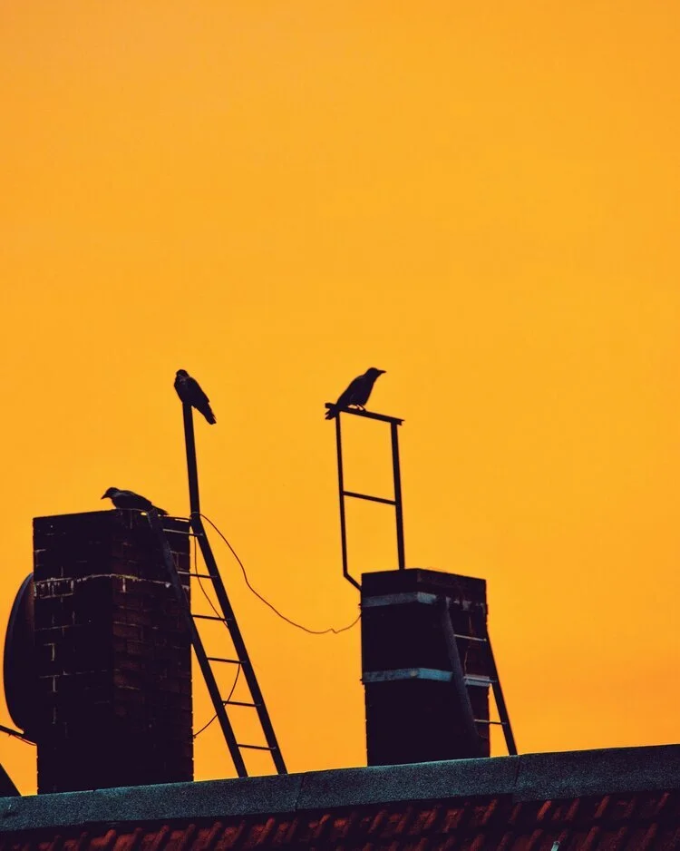 Berlin Crows (Copy)