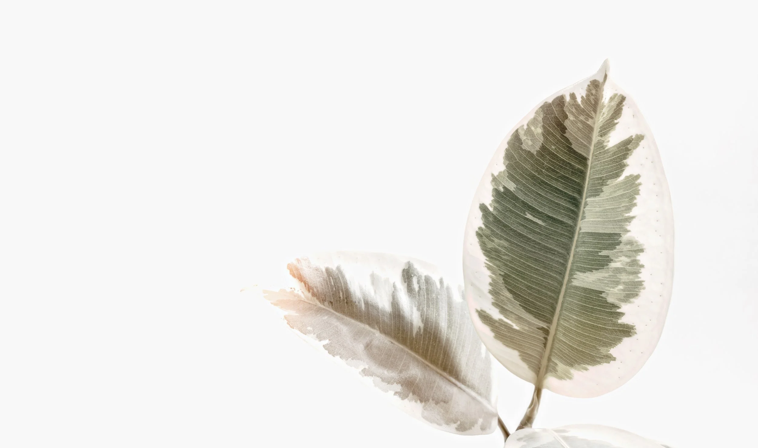 art-background-beautiful-1084510.jpg