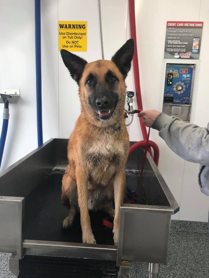 DOGGIE WASH.jpg