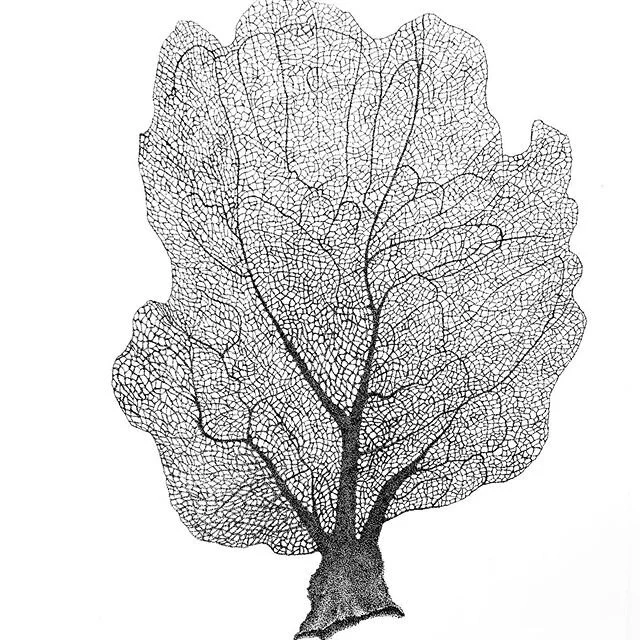 Isolation art VI: with time on my hands, I tackled a more complex drawing, the reticulated patterns of a sea fan all done in stippling. Final size 11&rdquo;x14&rdquo;. I&rsquo;d be curious to know how many dots there are in here. #isolationart #isola