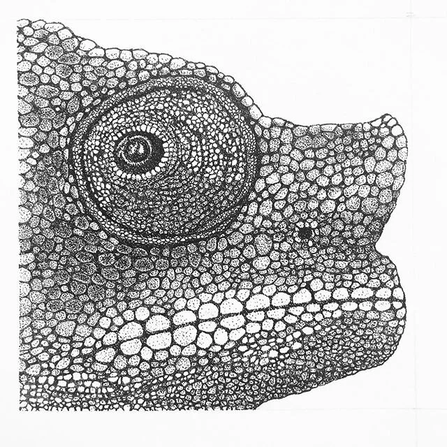 Isolation art VII: Chameleon face as a texture study. #isolationart #dots #stayhome #isolationartchallenge