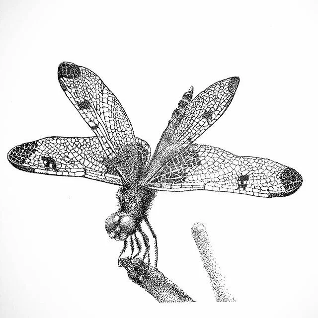 Isolation art XII: Continuing in the animal kingdom with interesting and complex patterns. #isolationart #ink #inksdrawing #toronto