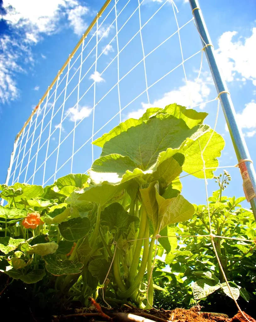 This trellis is so stout, I used it for my squash plants too!