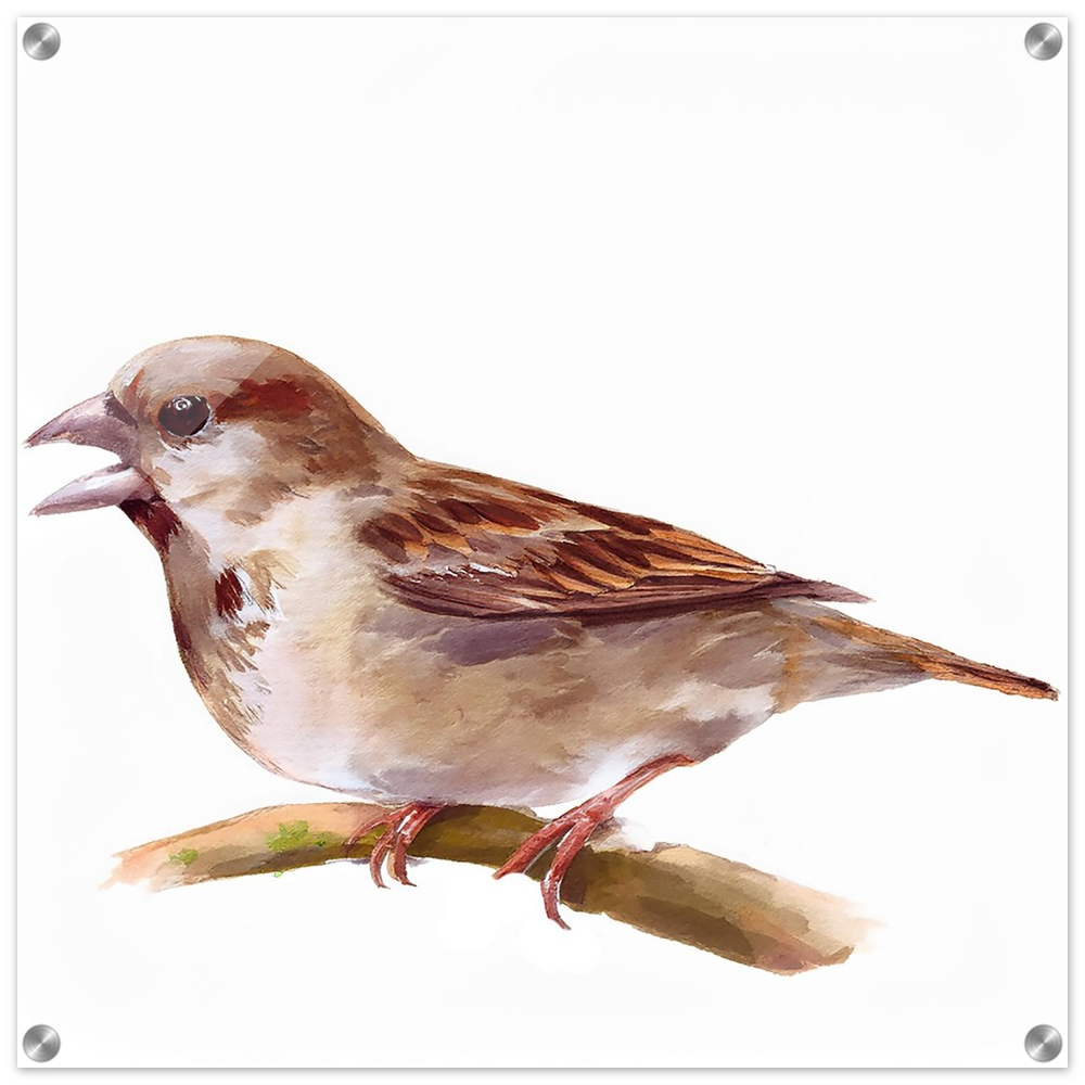 Sparrow Digital Watercolor Acrylic Print – Modern Glossy Wall Art