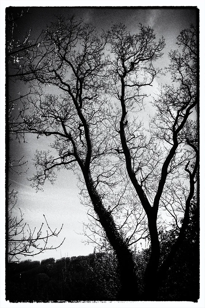Silhouette tree