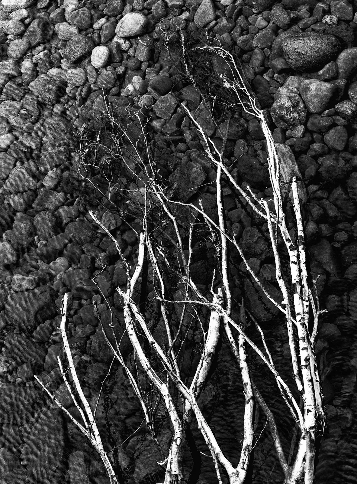0O4A0125 bw1.jpg