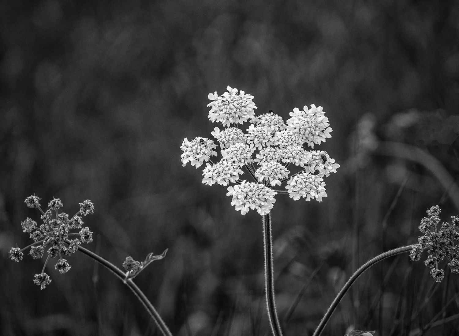 0O4A0402 bw.jpg