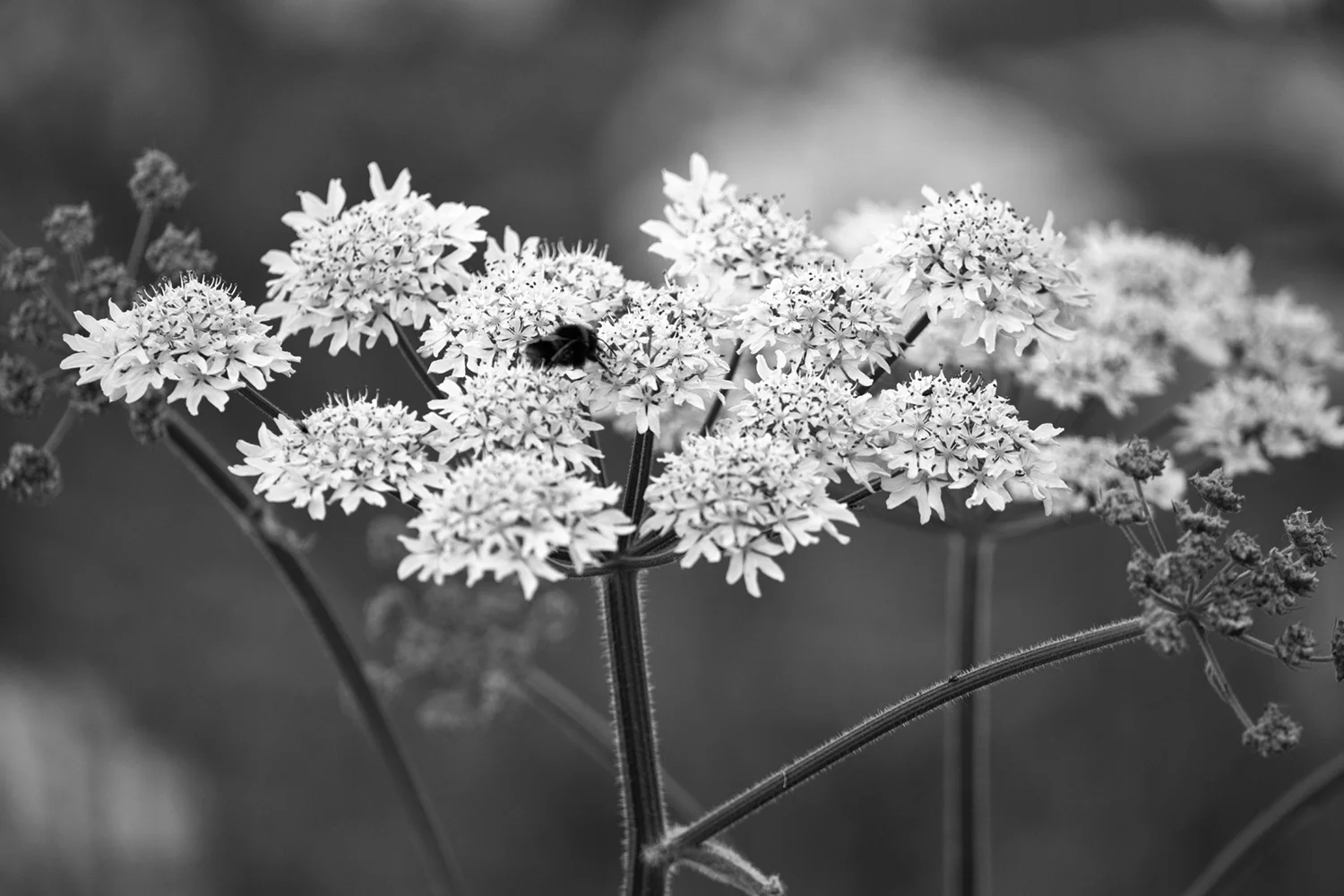 0O4A0404 bw.jpg